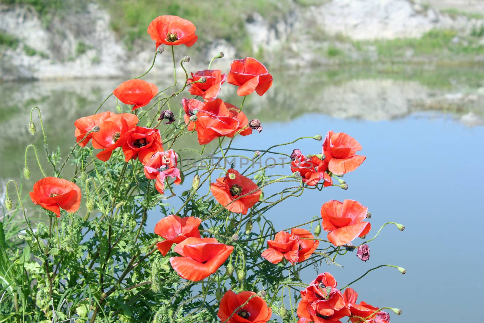 poppy flower spring scene