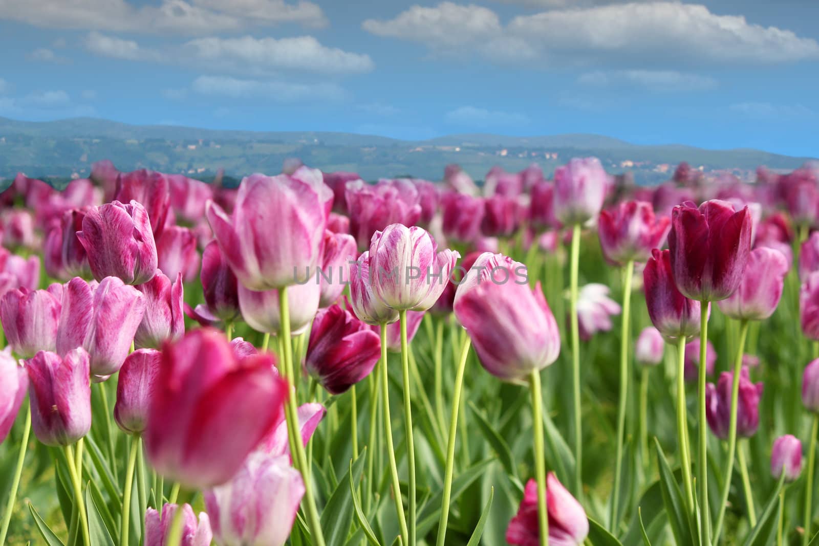 spring tulip flower