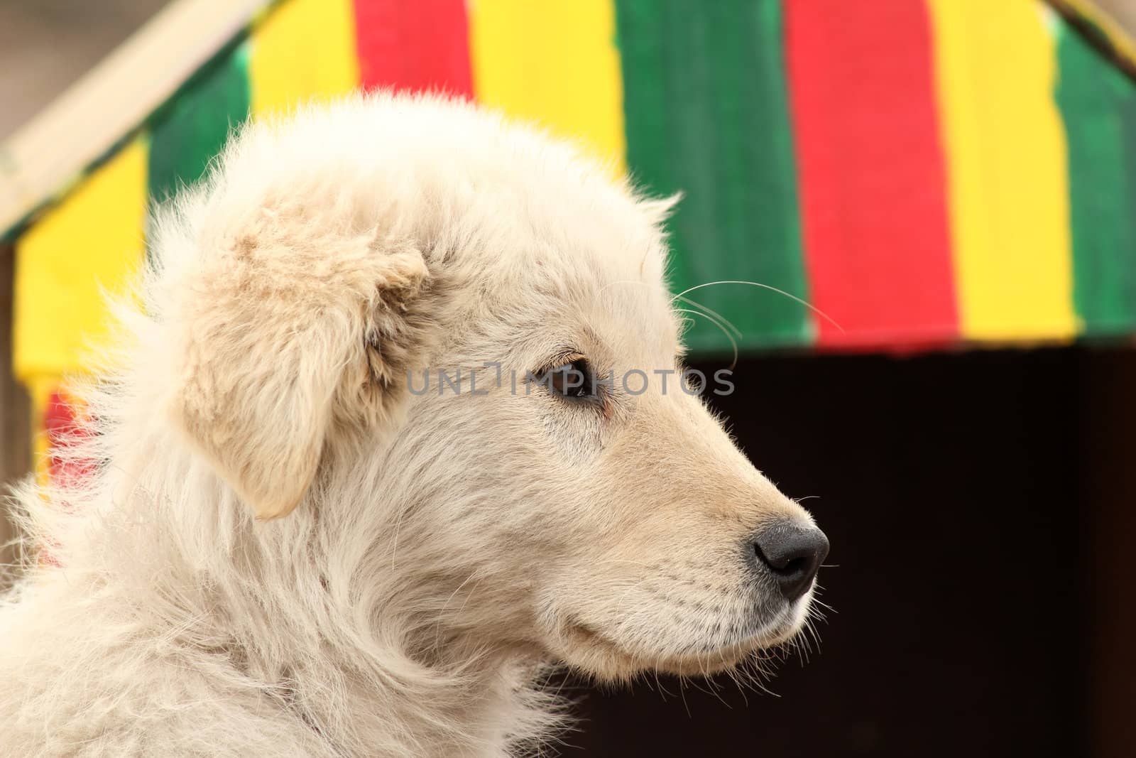 white dog portrait