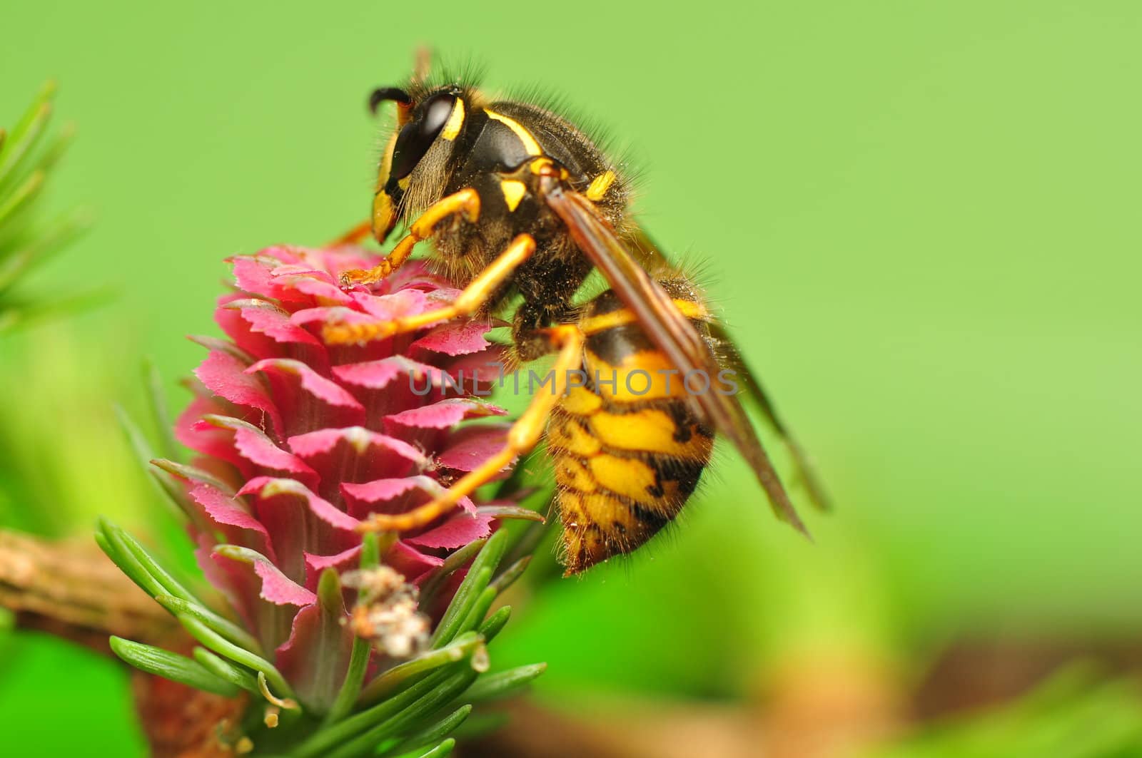 Larch flower and wasp