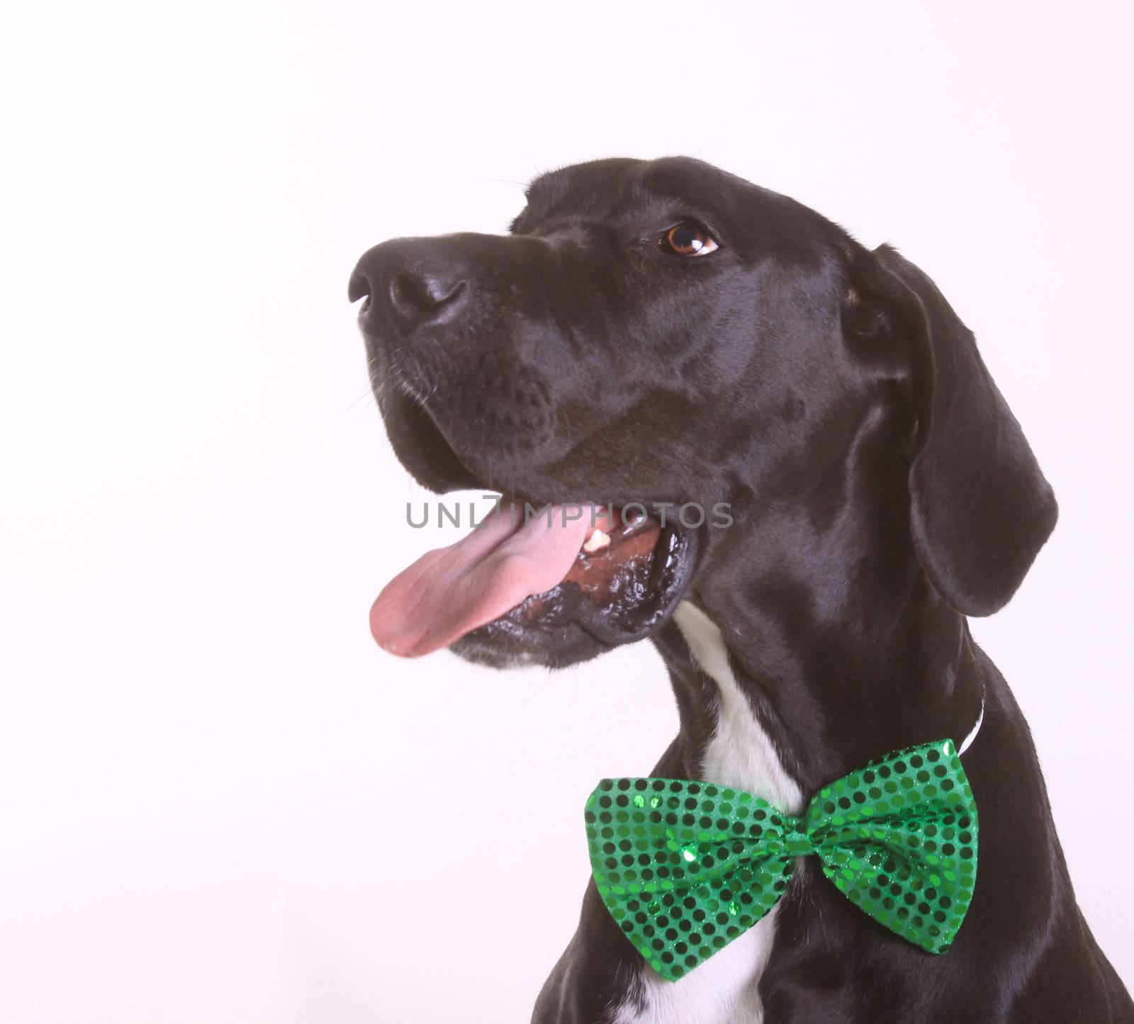 A dog, Great Dane, wearing a green bowtie.