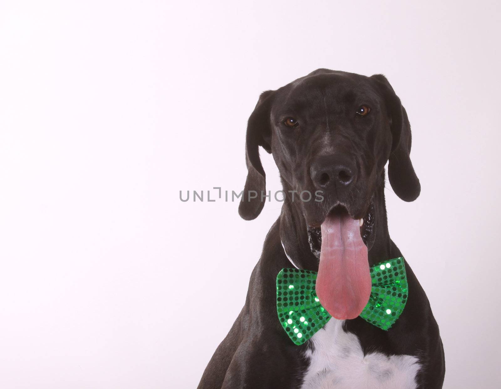 A dog, Great Dane, wearing a green bowtie.