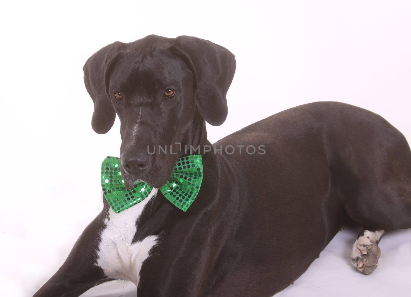 A dog, Great Dane, wearing a green bowtie.