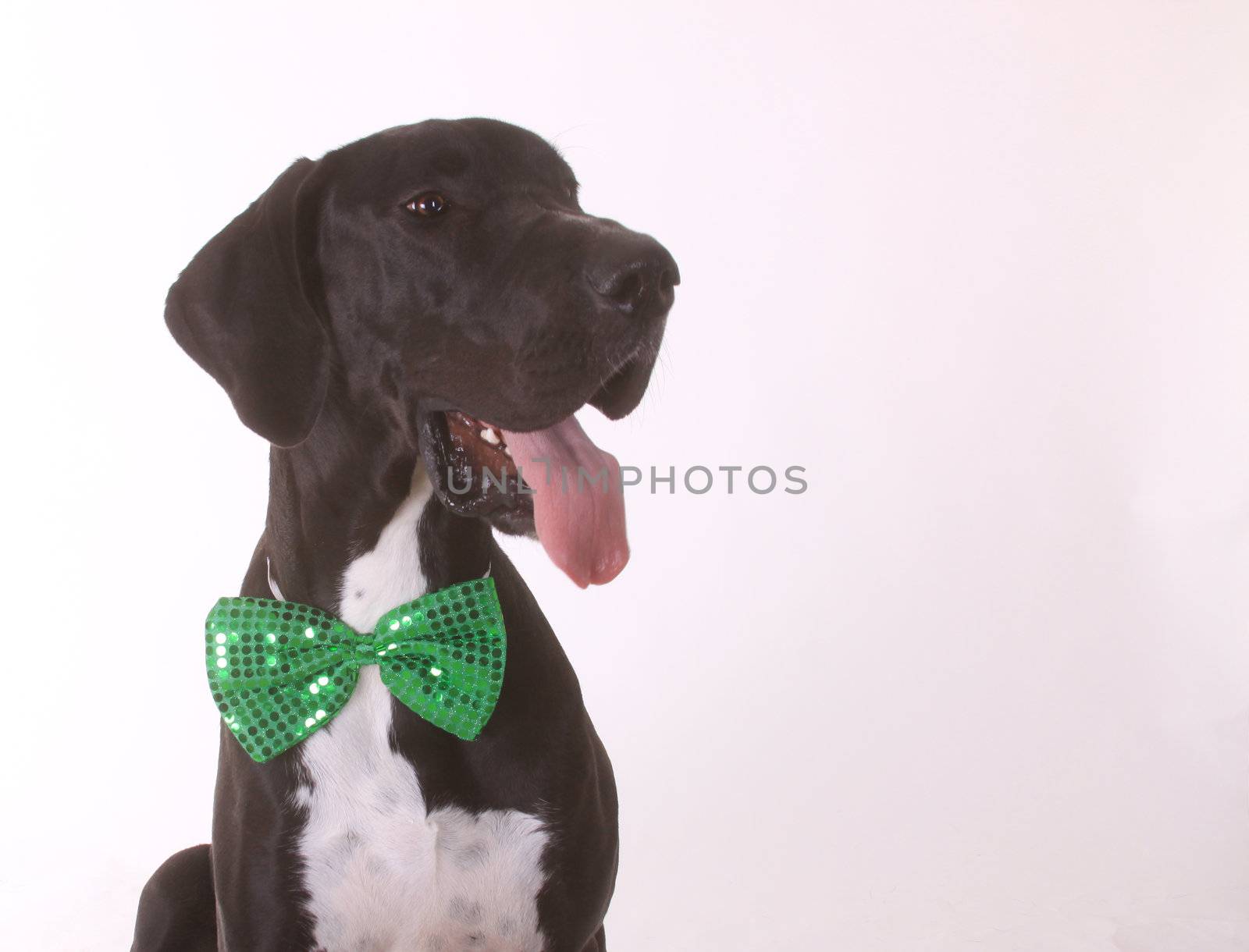 A dog, Great Dane, wearing a green bowtie.
