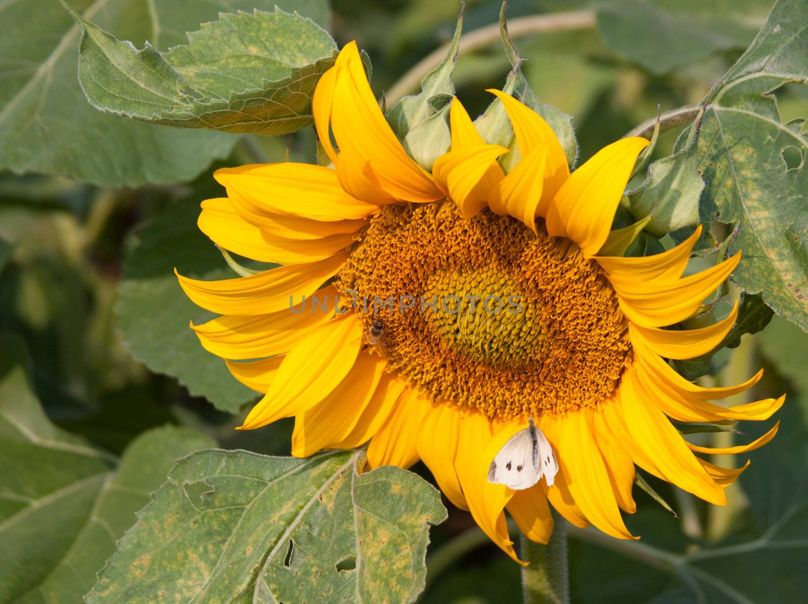 Sunflower with honey bee and moth.