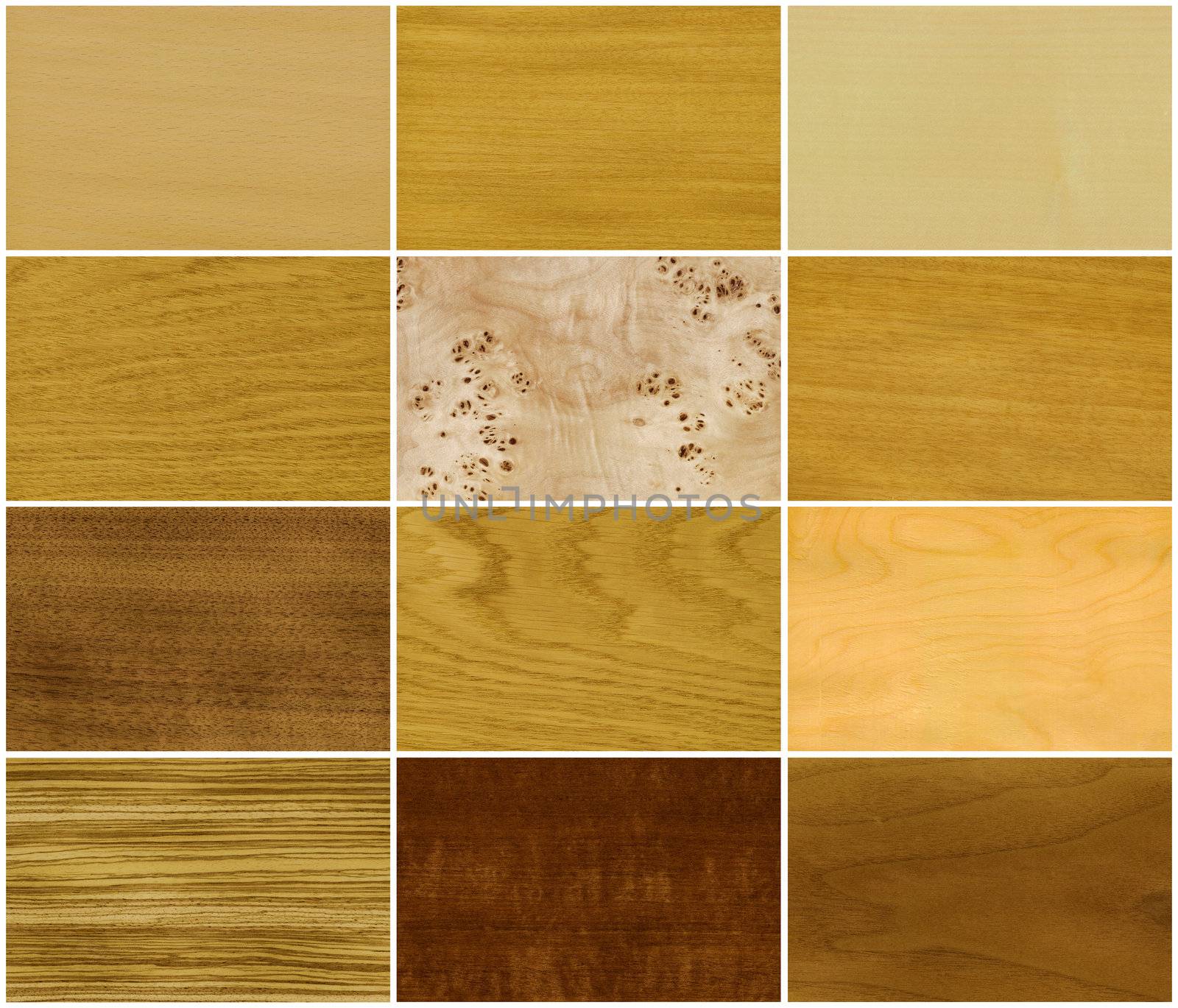 Wood set, veneer of trees, left to right and top to down: beech, elm, maple, oak, root of a poplar, anegri, nutwood, ash, ice birch, zebrano, makore, teak