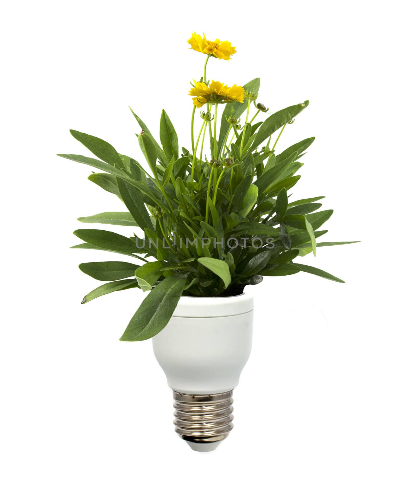 green energy with light bulb and nature