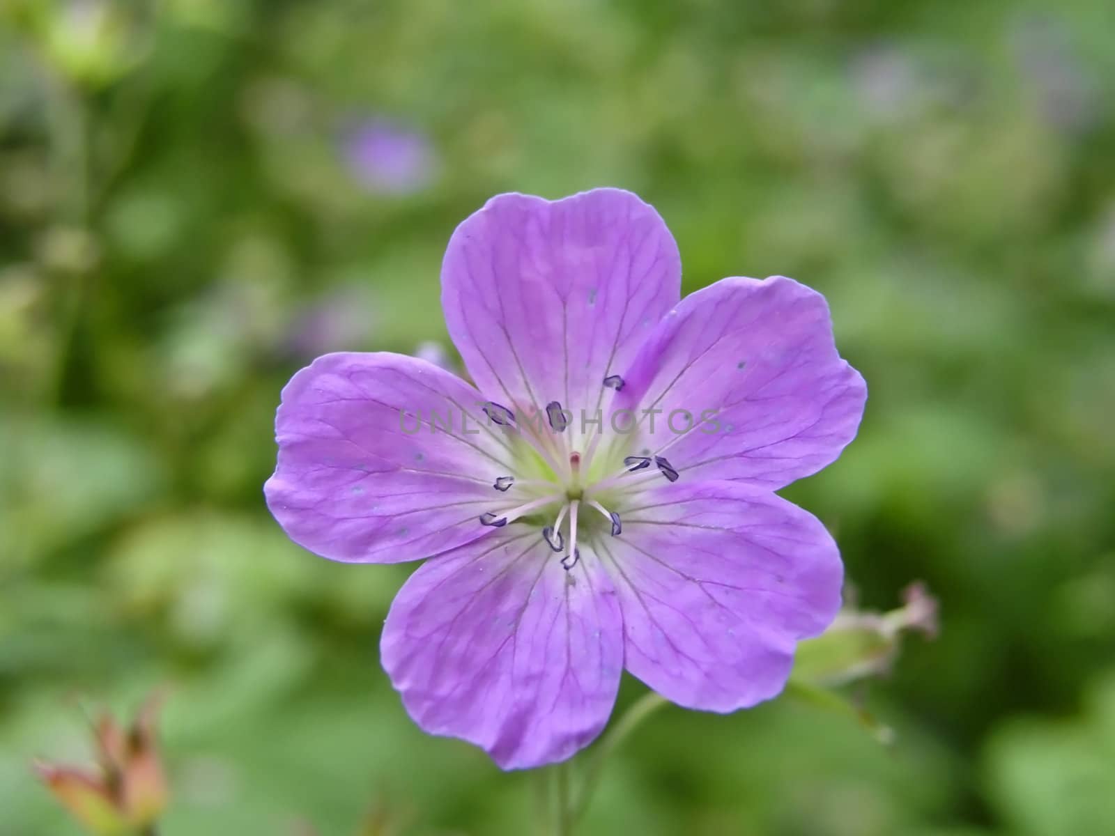 Beautiful wild flower closeup on green