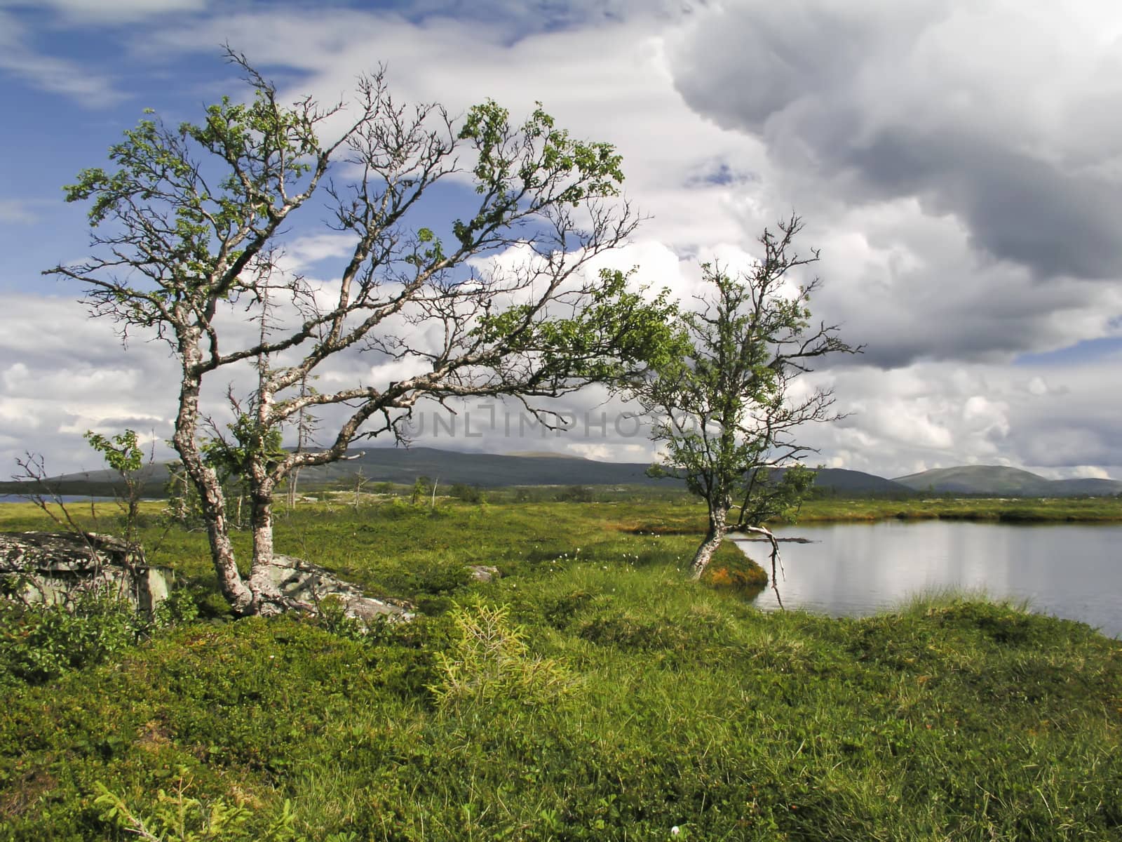 Nature landscape of lake and trees