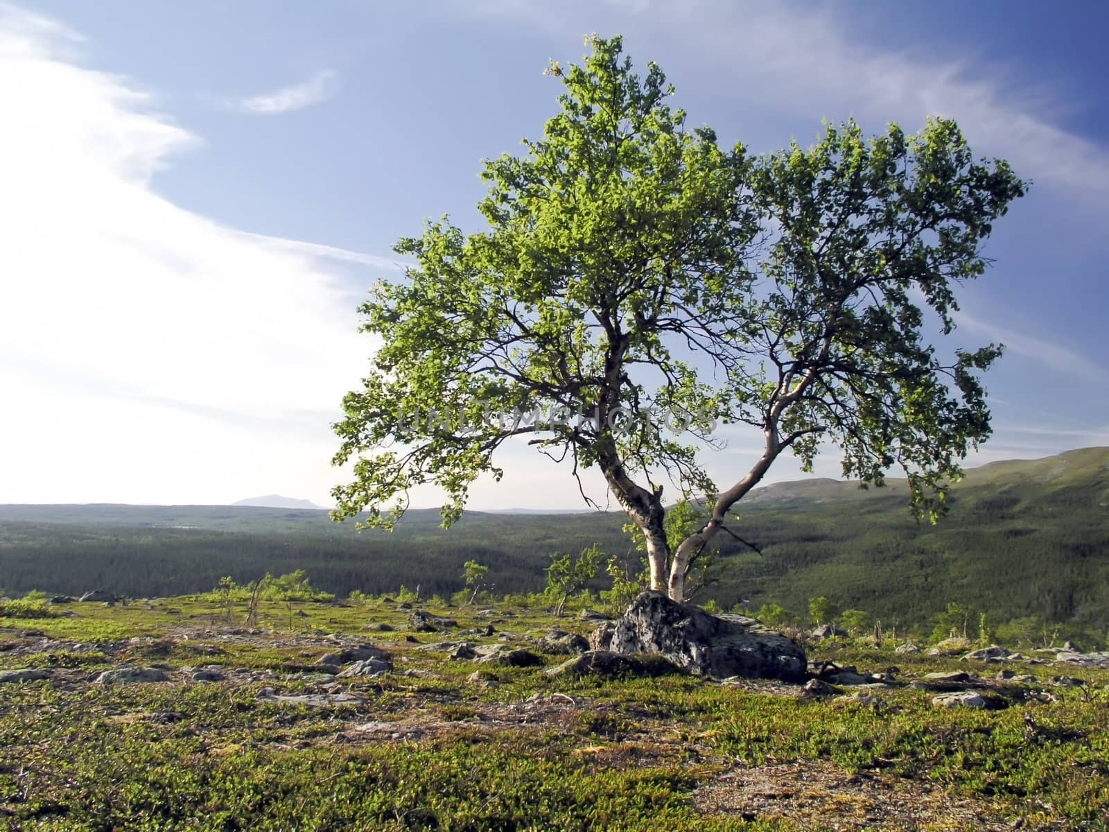 Lonely tree on the mountain
