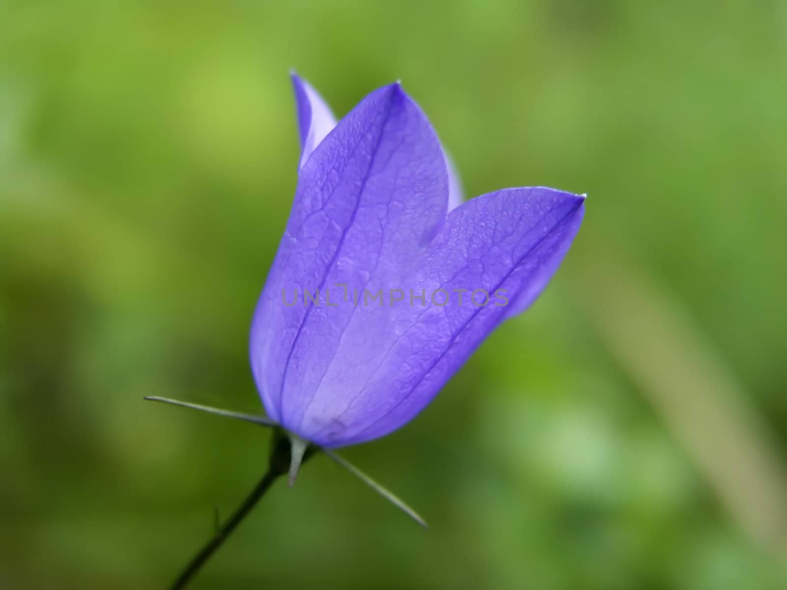 Beautiful wild flower closeup on green