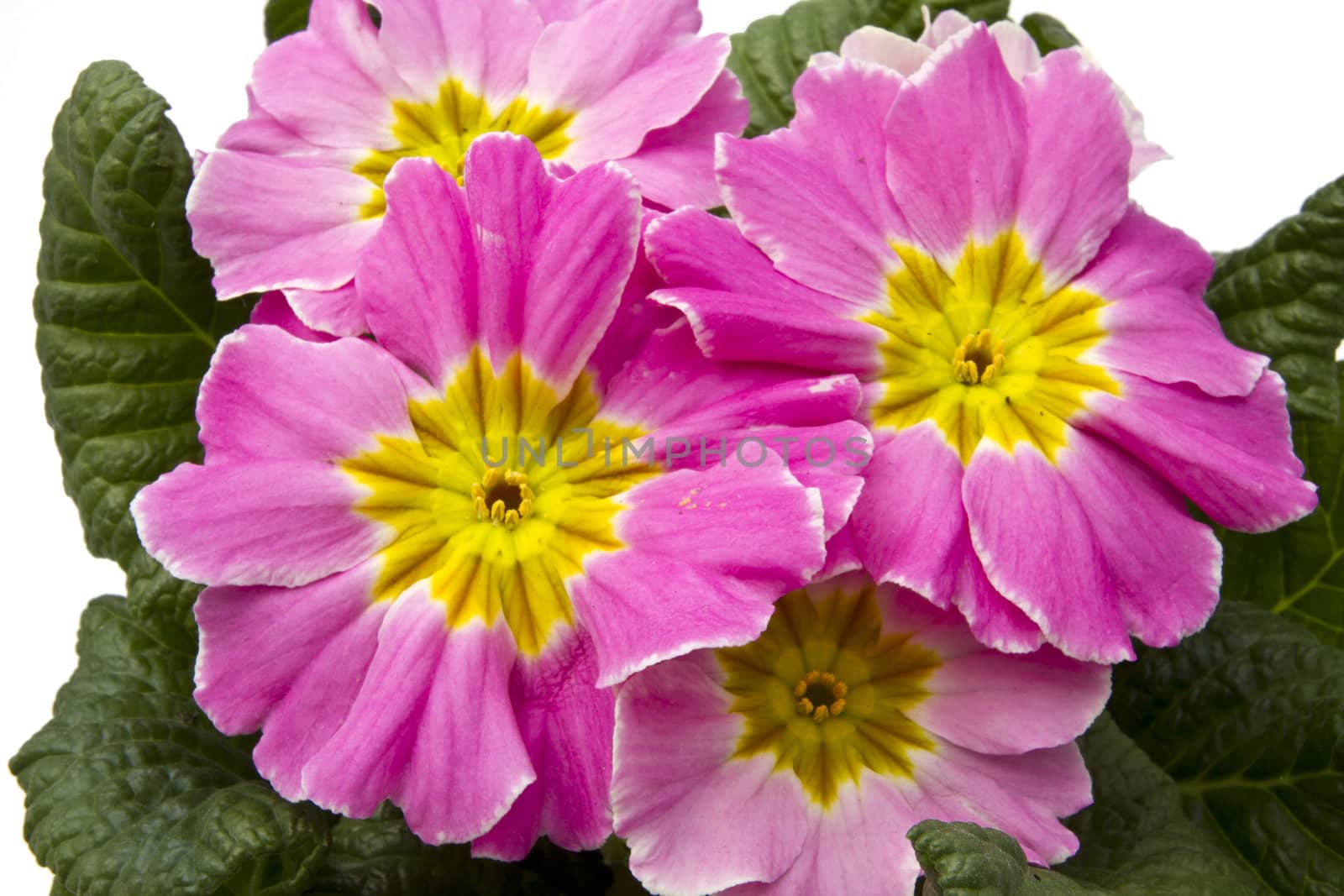 Beautiful fresh flowers closeup on white