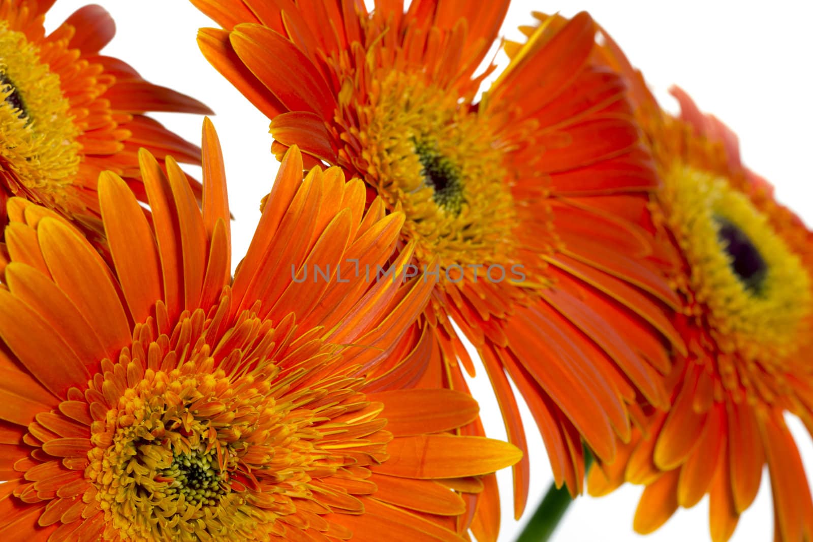 Orange gerbera flowers on a white background