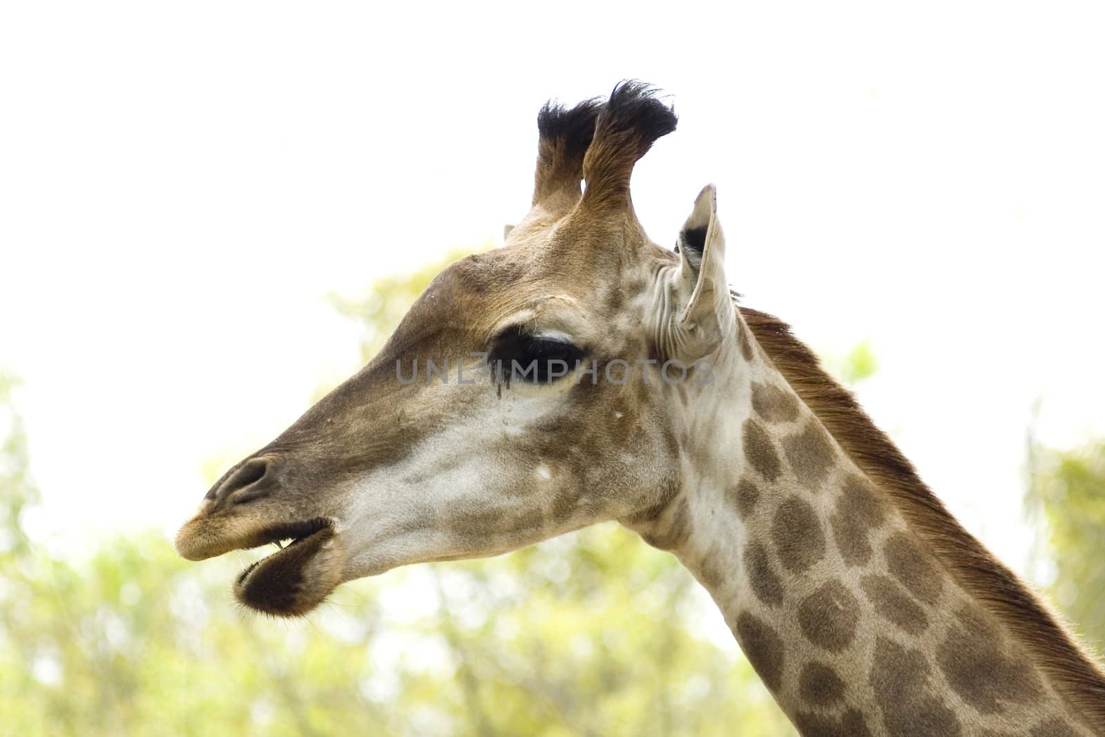 Giraffe in nature on the background of green foliage