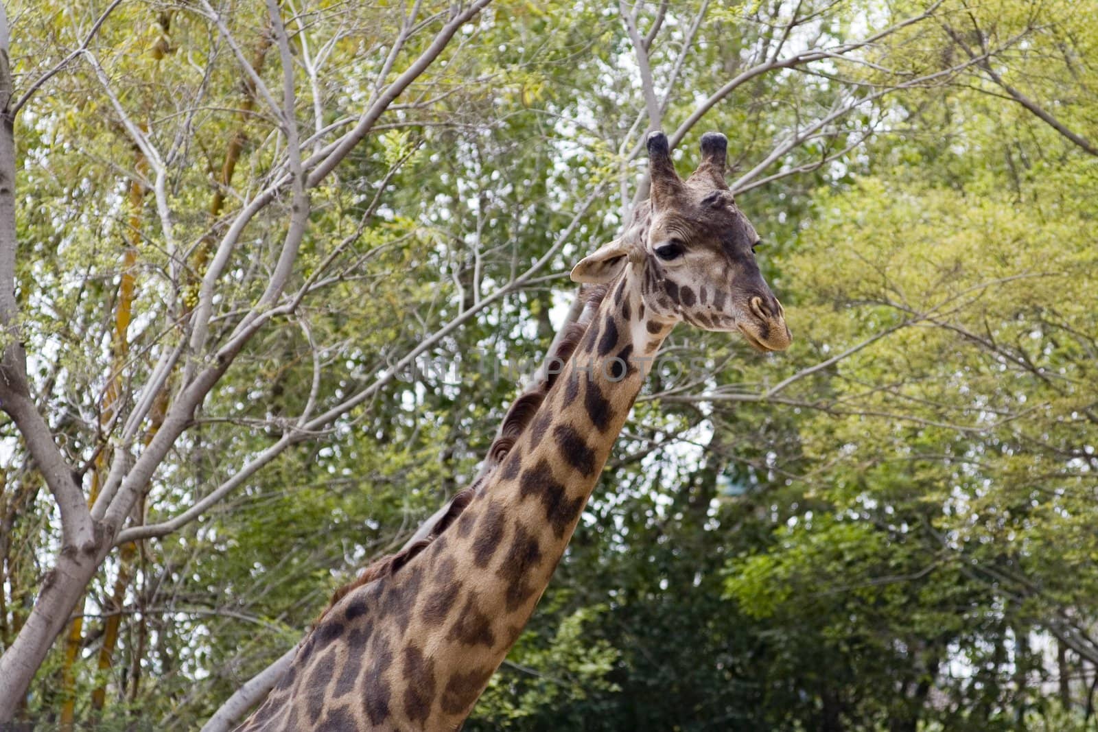 Giraffe in nature on the background of green foliage