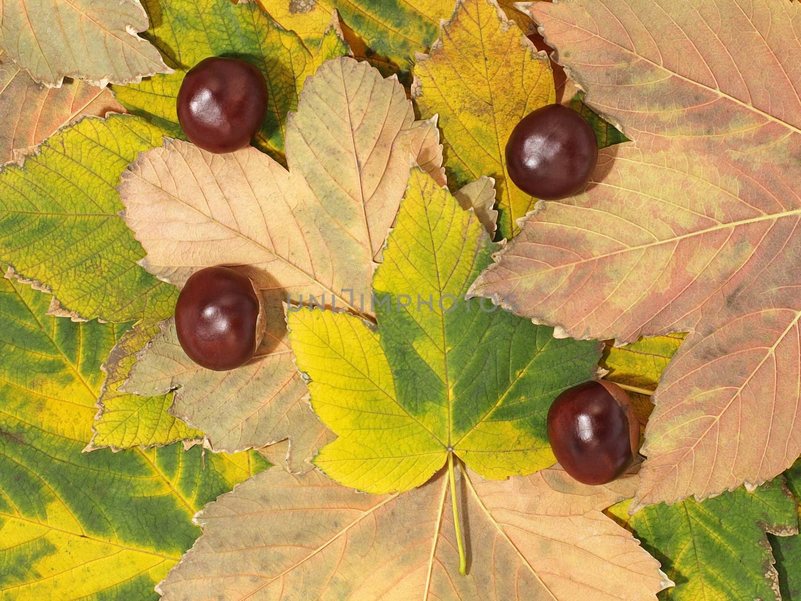 Yellow autumn maple leaves and chestnuts as abstract background.
