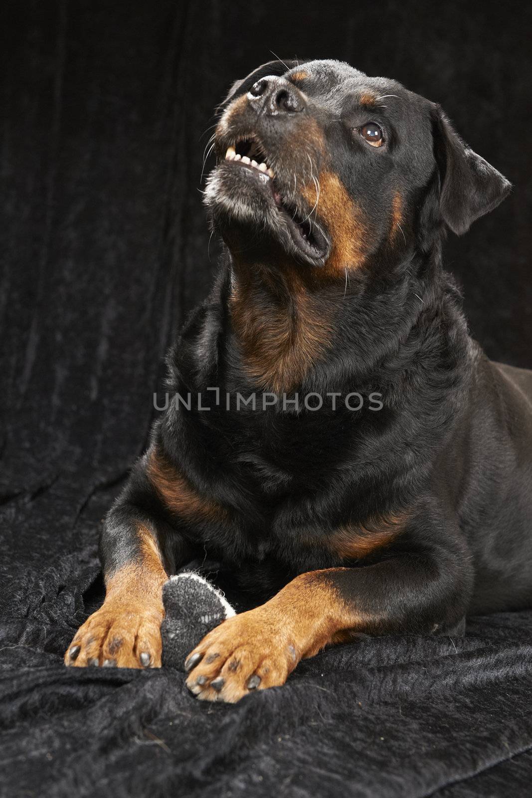 Pure bred rottweiler - on black background