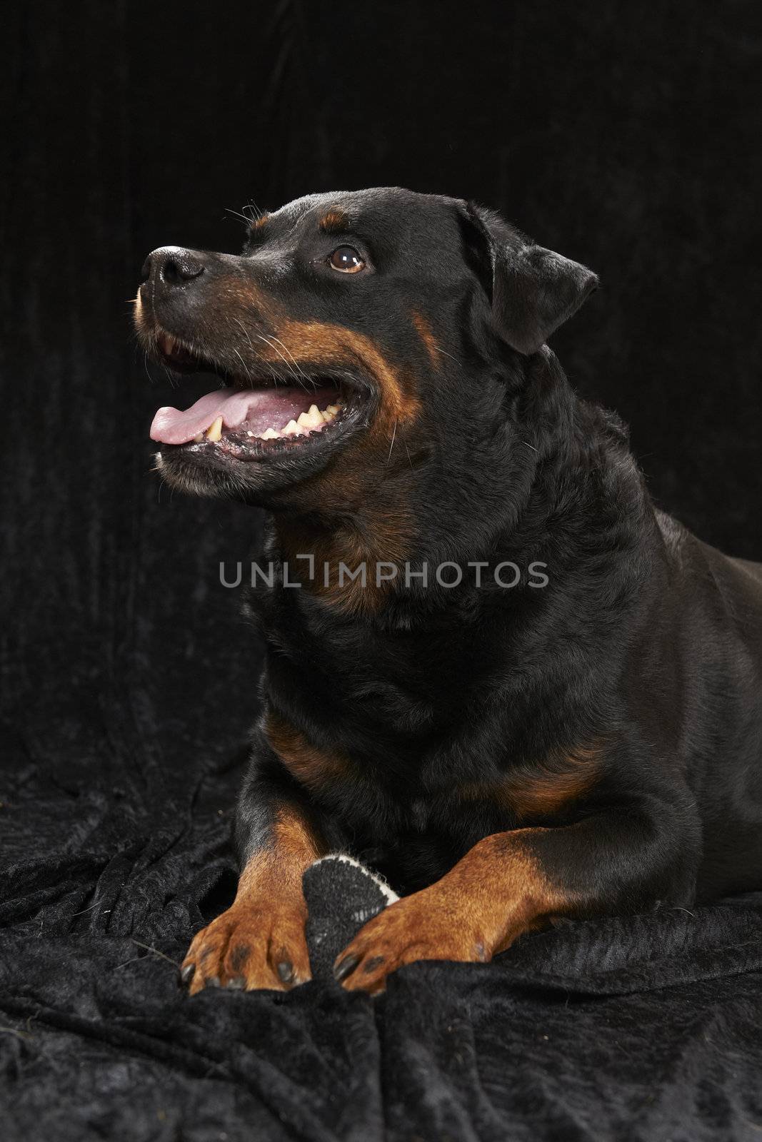 Pure bred rottweiler - on black background