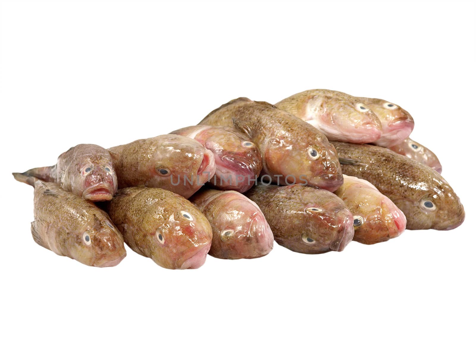 Fresh fish isolated on a white background.