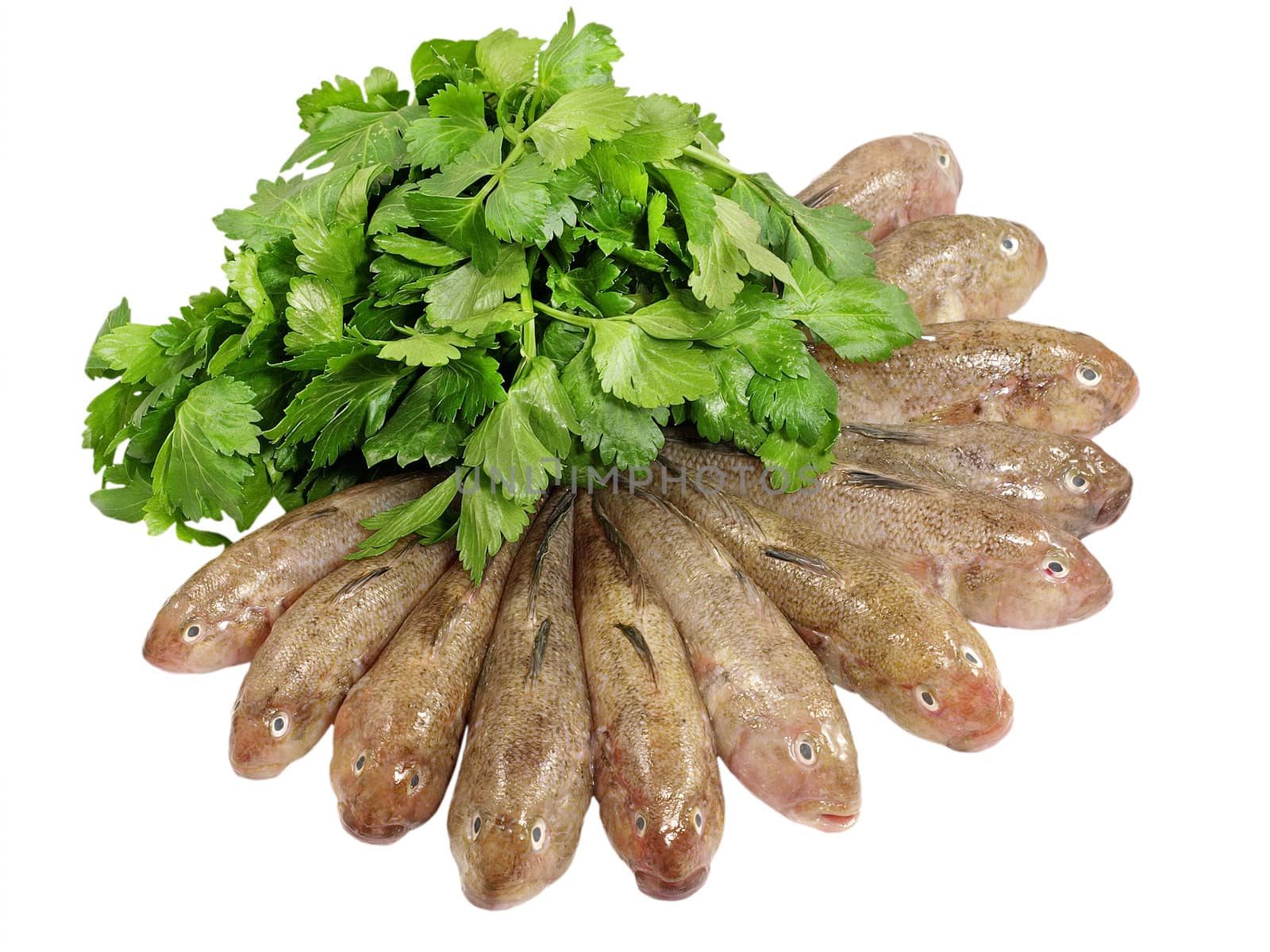 Fresh fish row and green celery isolated on a white background.