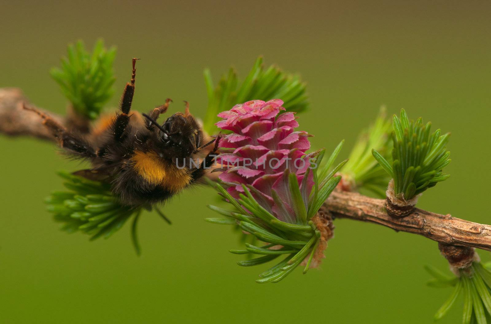 Larch flower