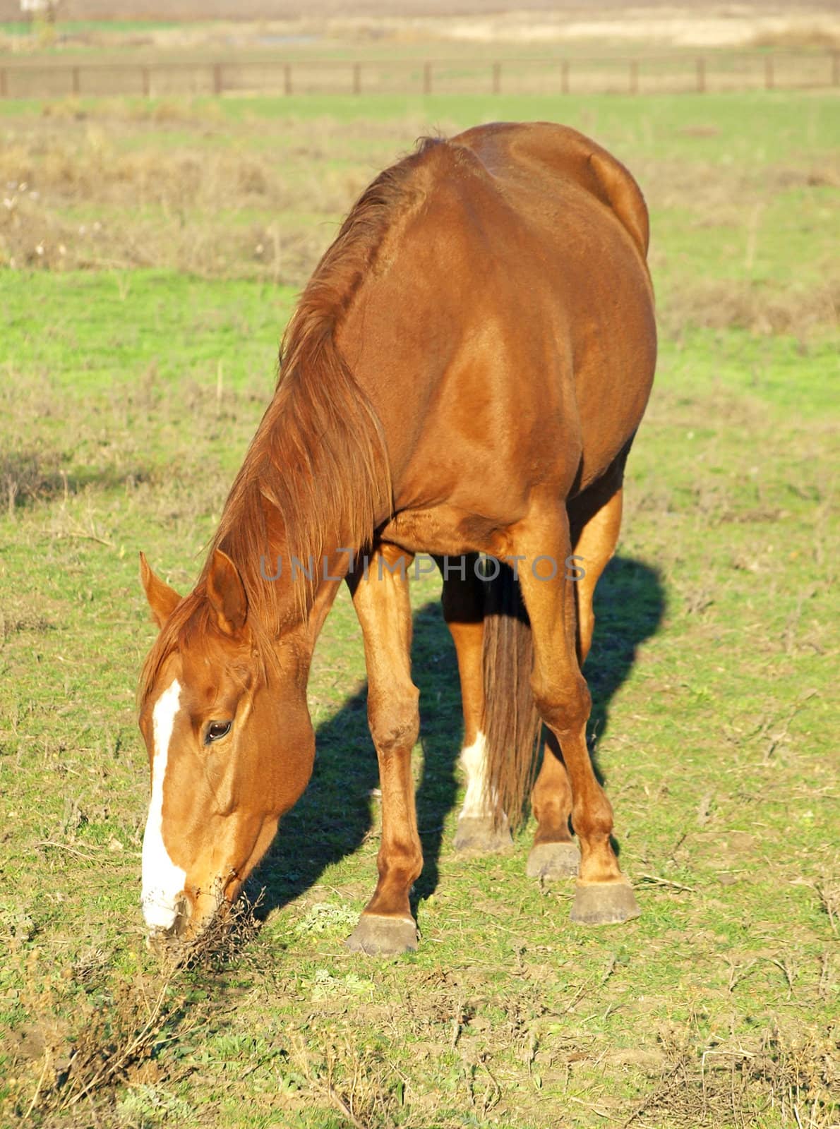A brown horse on a green meadow.