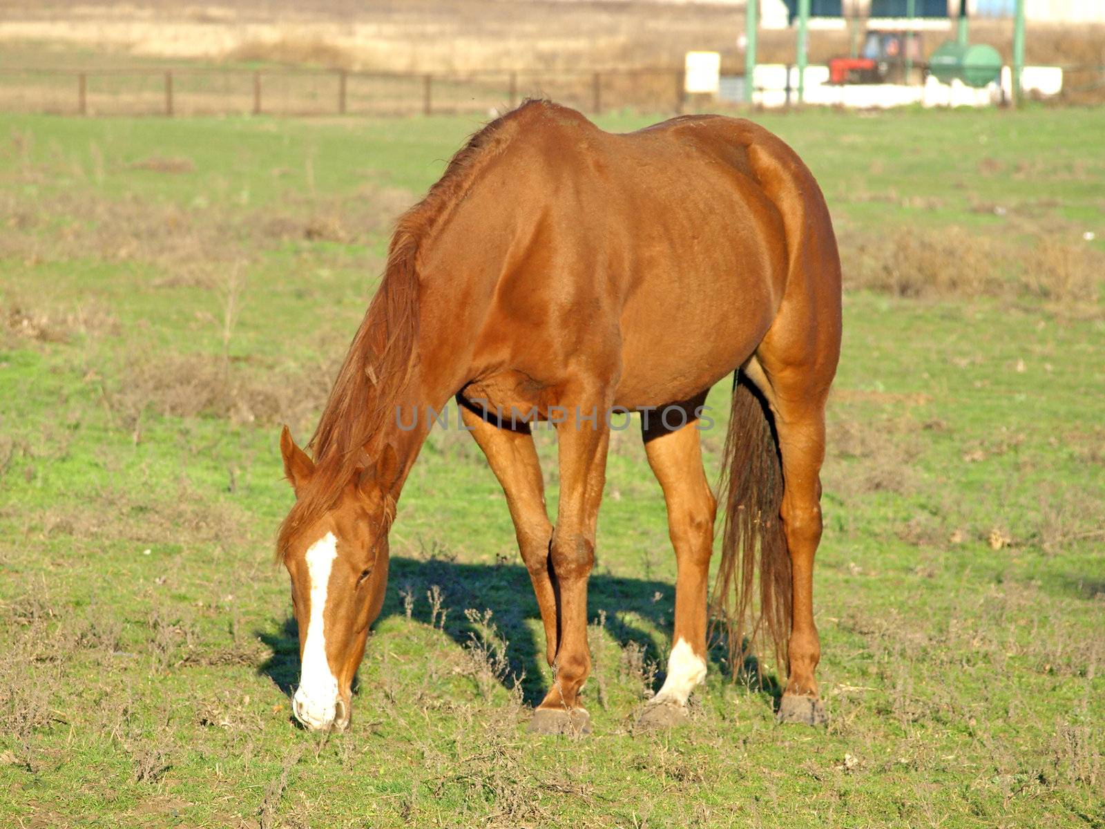 A brown horse on a green meadow.