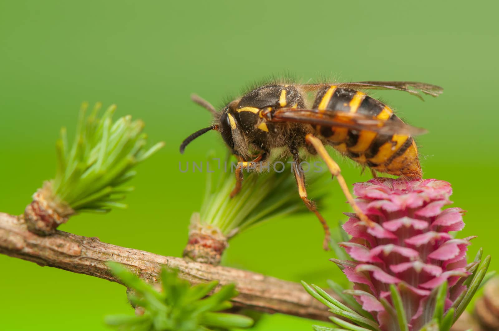 Larch flower and wasp