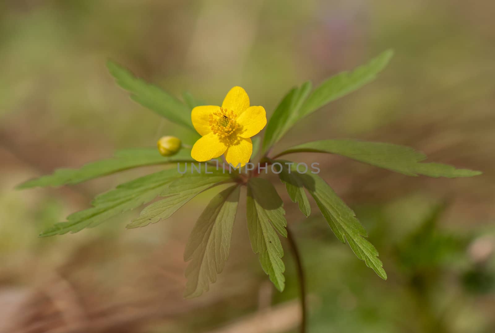 Anemone ranunculoides