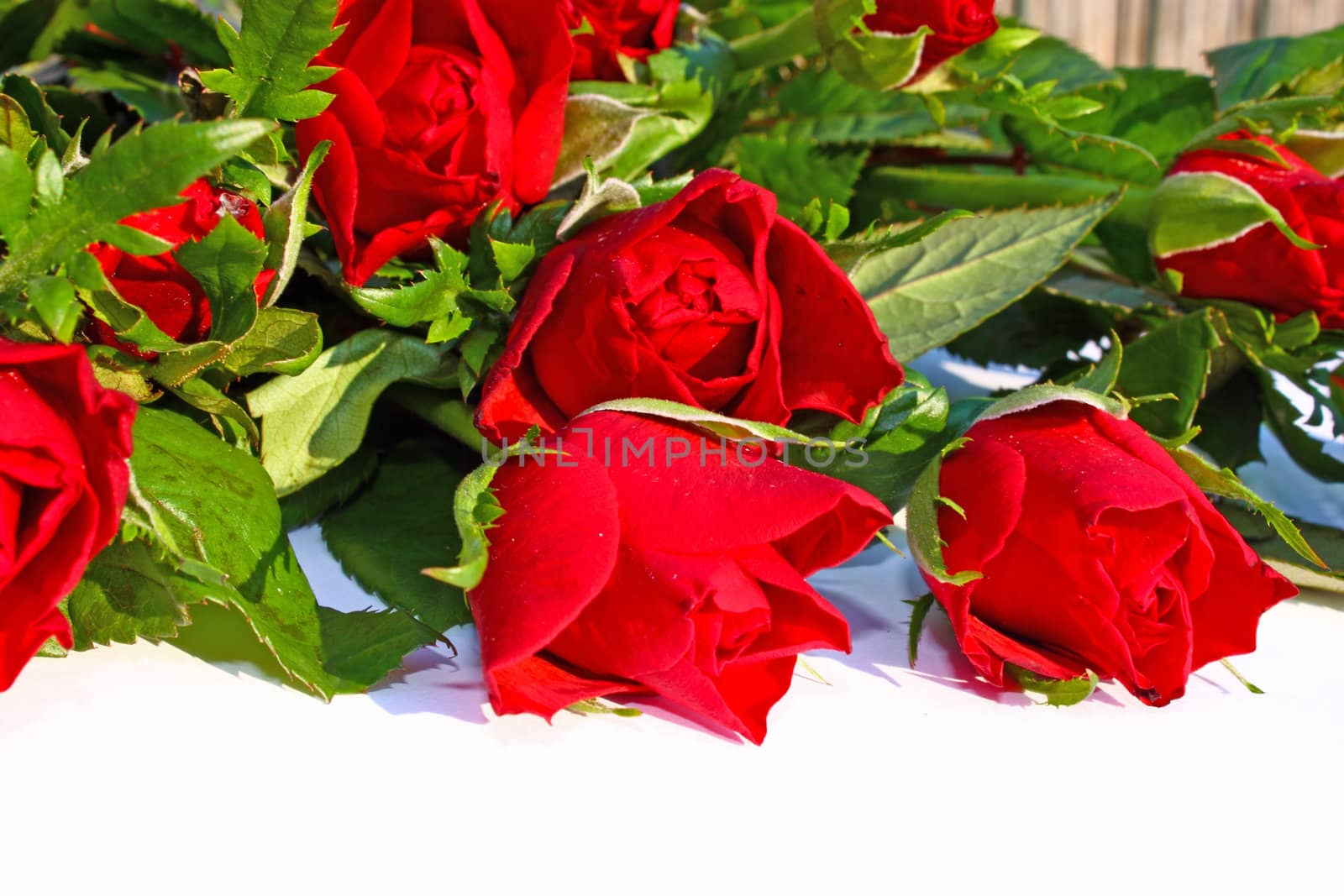 Bouquet of beautiful red roses on white
