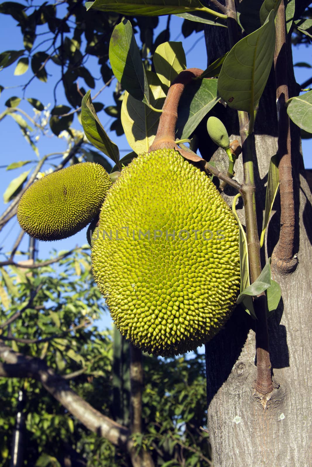 Jackfruit