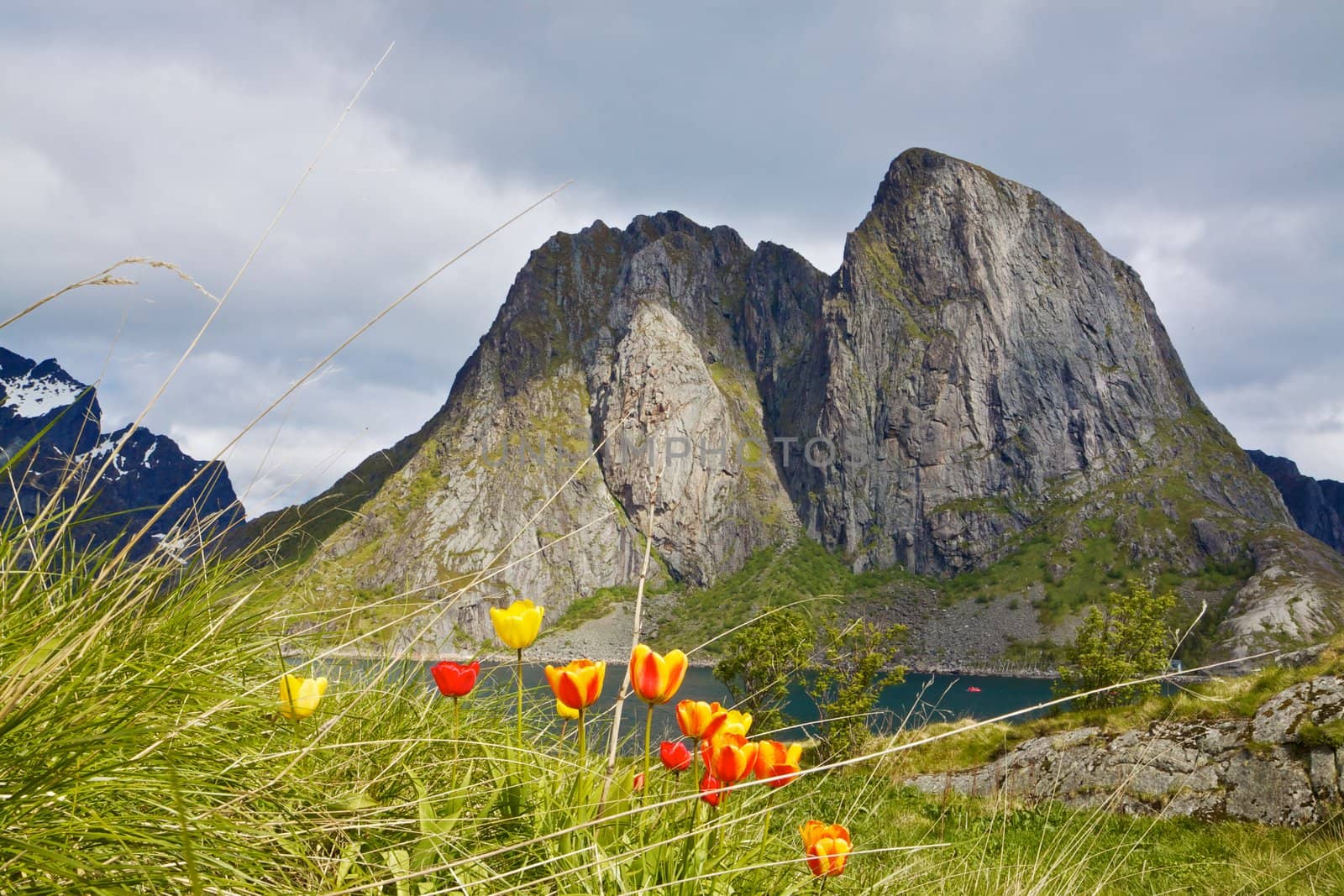 Tulip flowers in Arctic on Lofoten islands during short summer