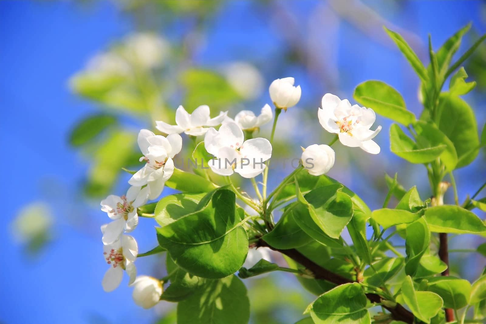 Image of white apple flowers