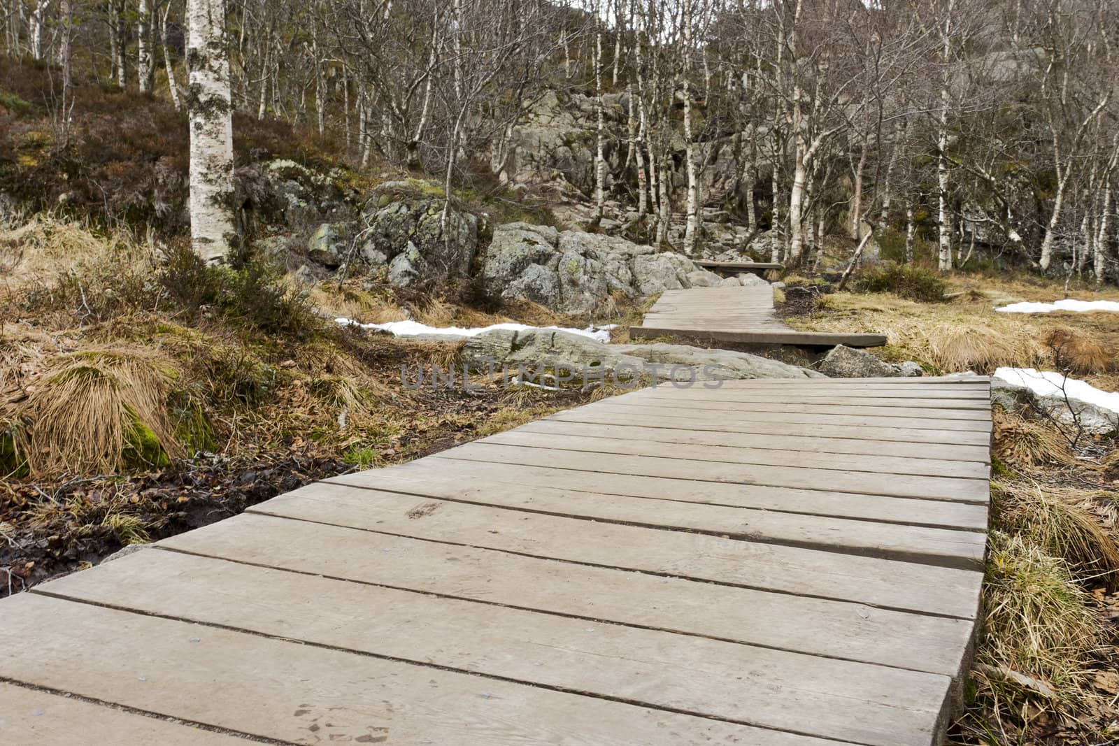 wooden foot path in rural landscape in norway with birch tree
