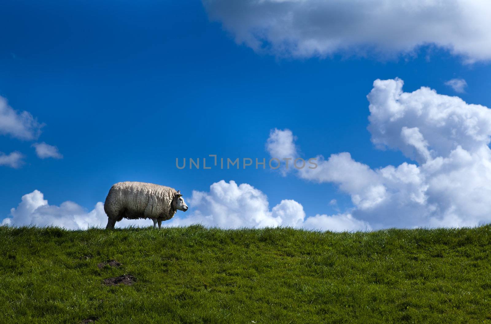 one sheep on the horizon over blue sky