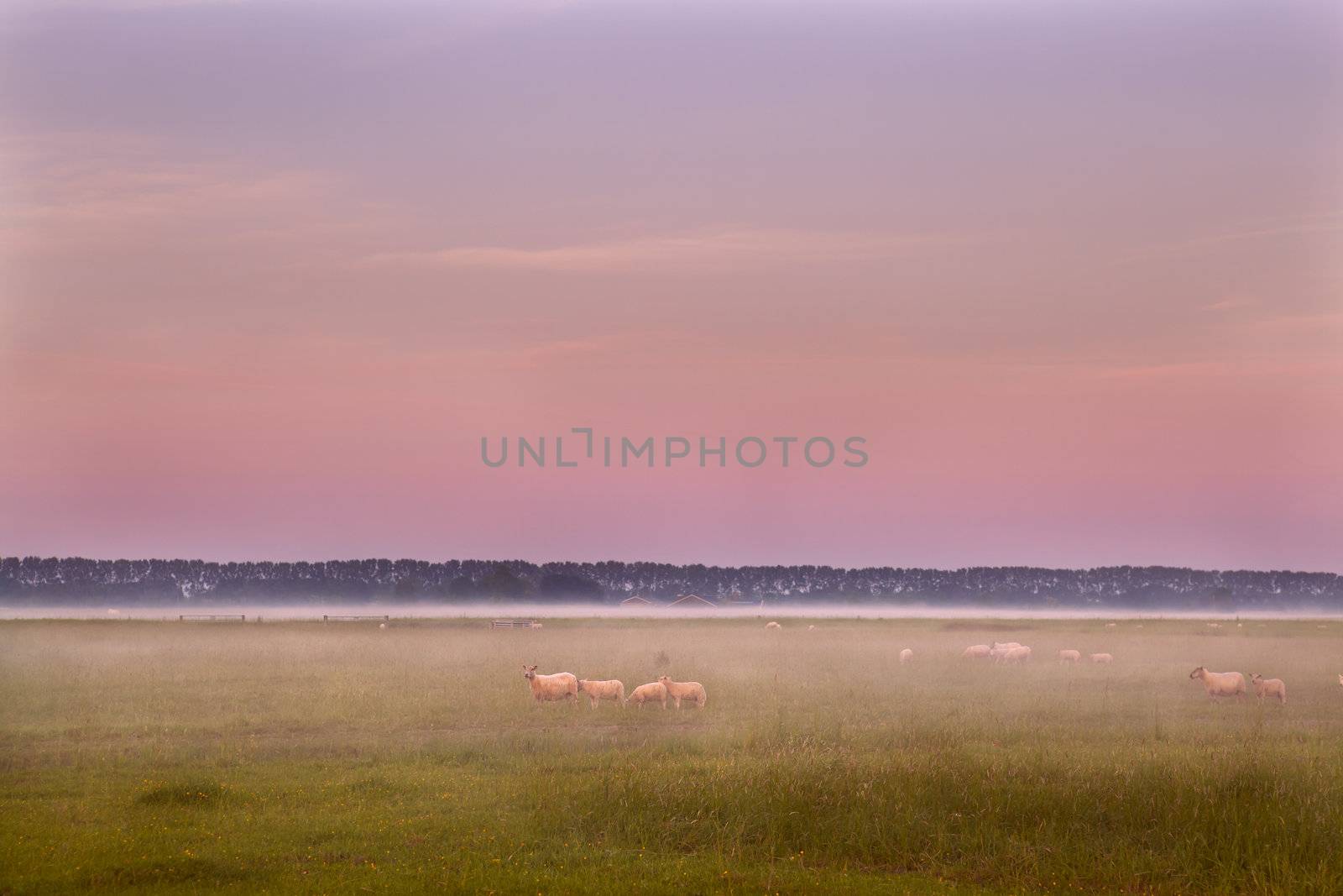 few sheep on pasture at early sunrise