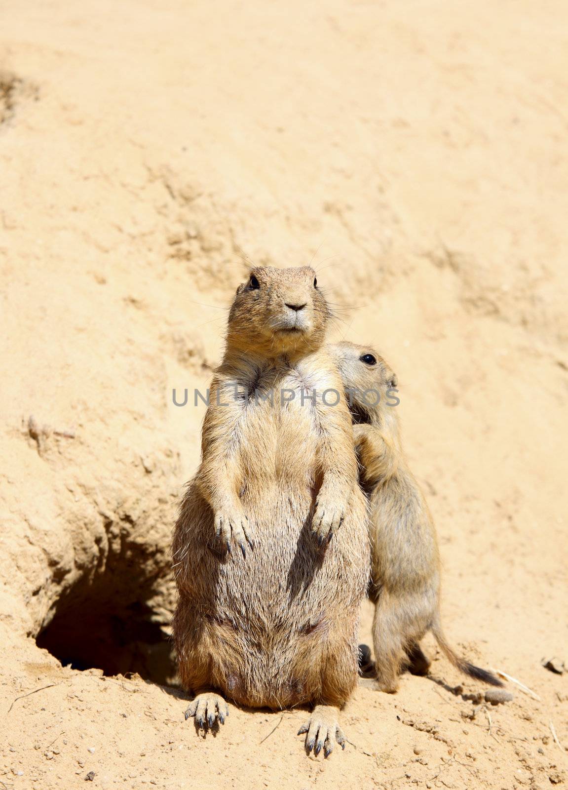 family of cute marmots by catolla