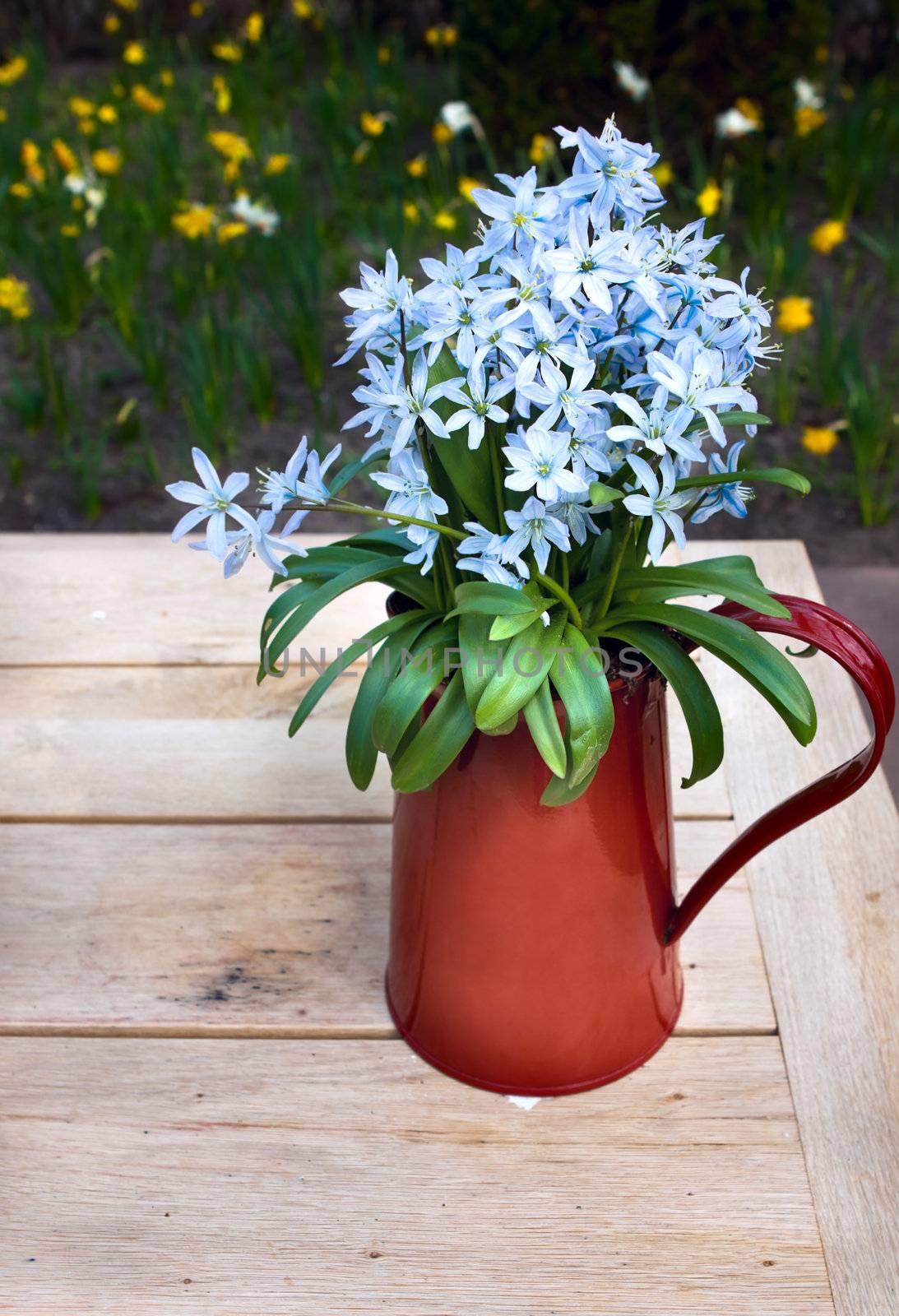 blue flowers in red vase by catolla