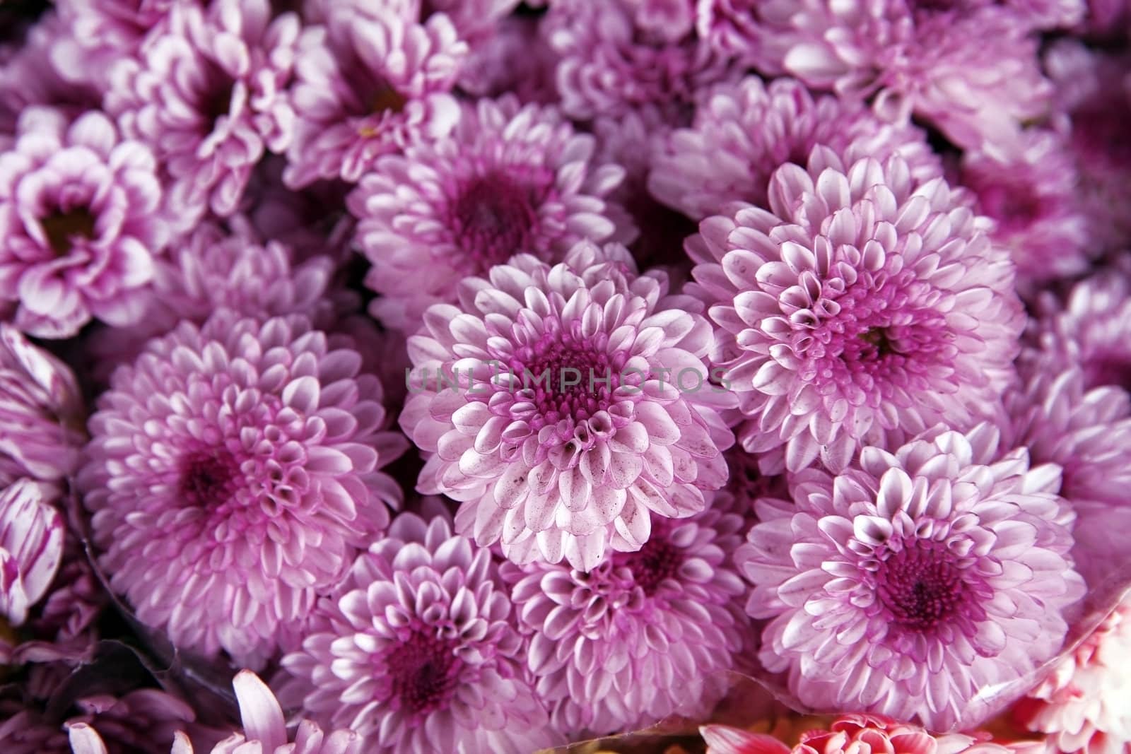 decorative beautiful bouquet of red fresh Chrysanthemum