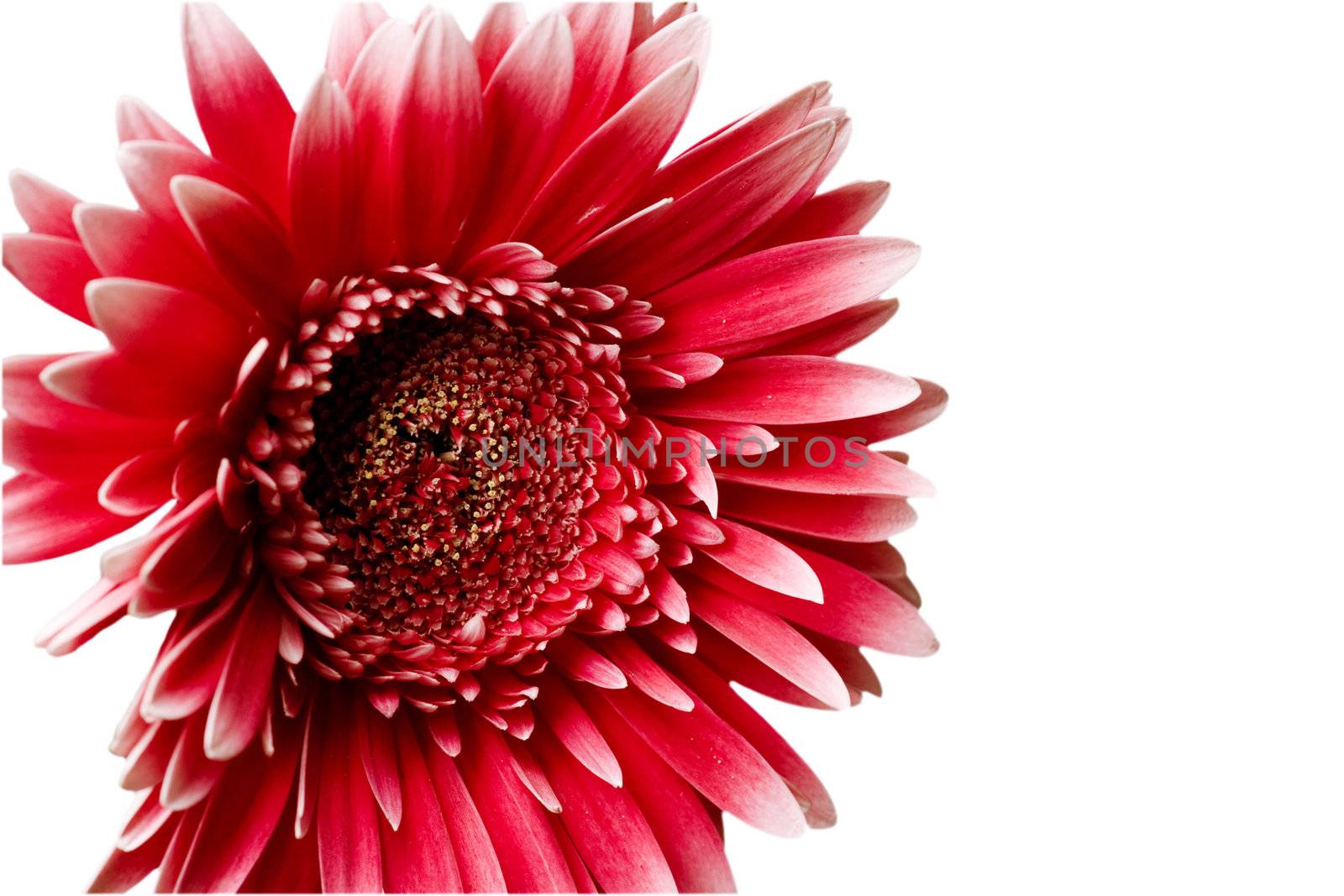 Red petals of the big flower on a white background