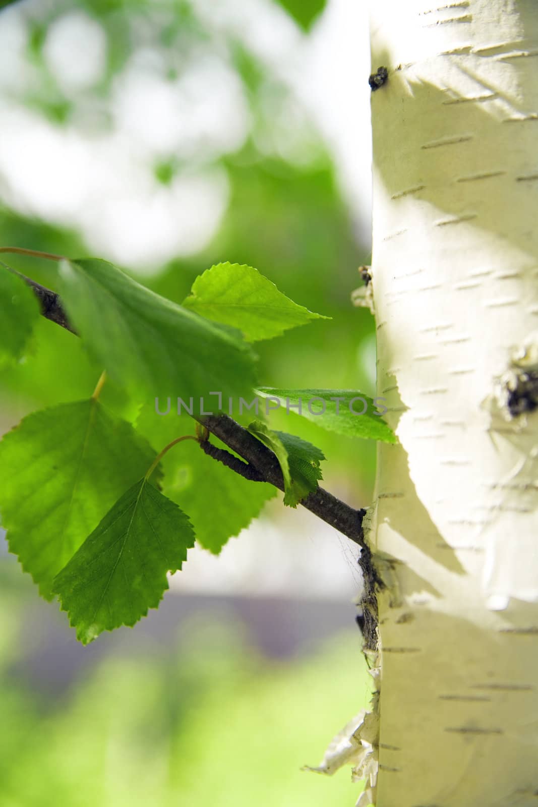 barrel of birch with green young foliage on a background of city park landscape
