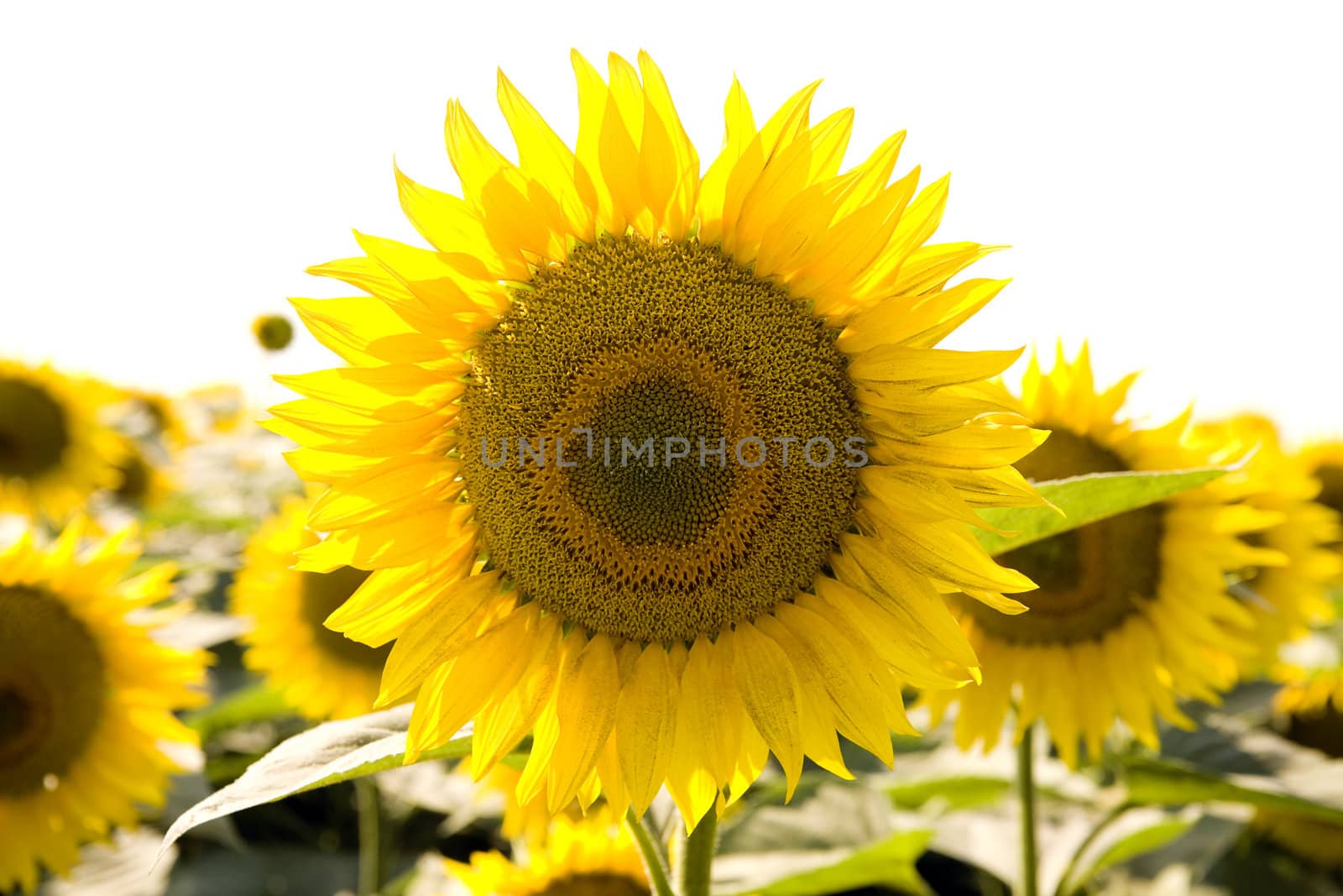 Beautiful sunflowers growing in the field on a white background