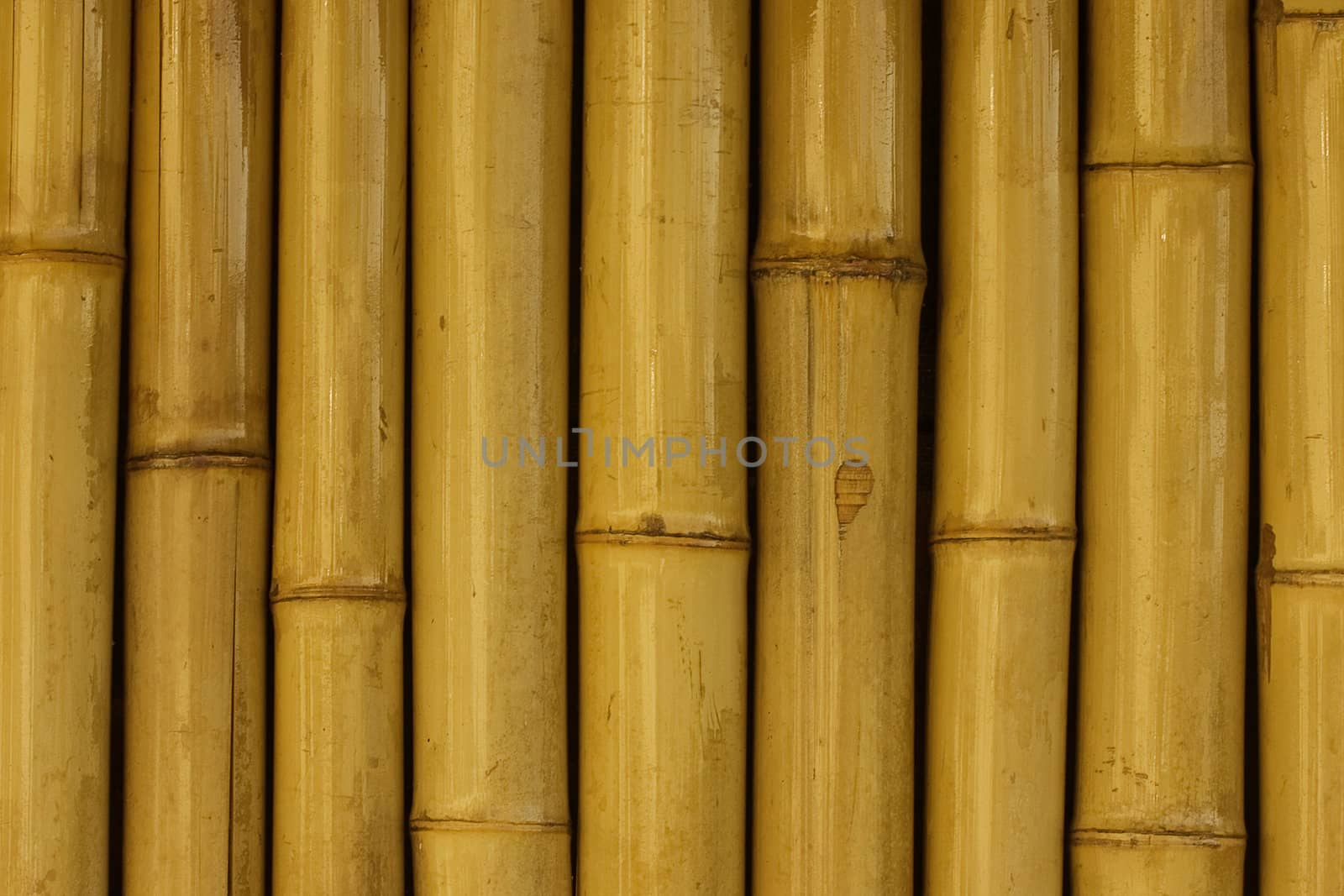 Yellow and orange trunks of bamboo plants