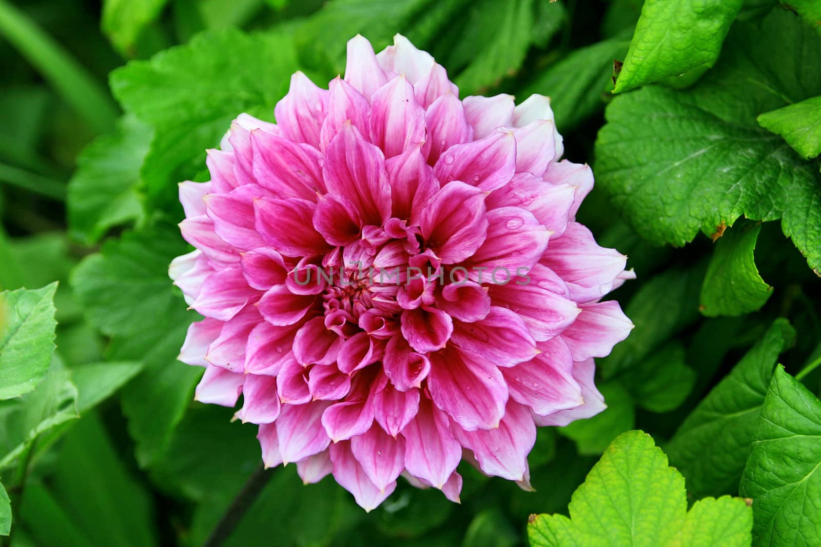 Beautiful purple flower with drops of water against green vegetation