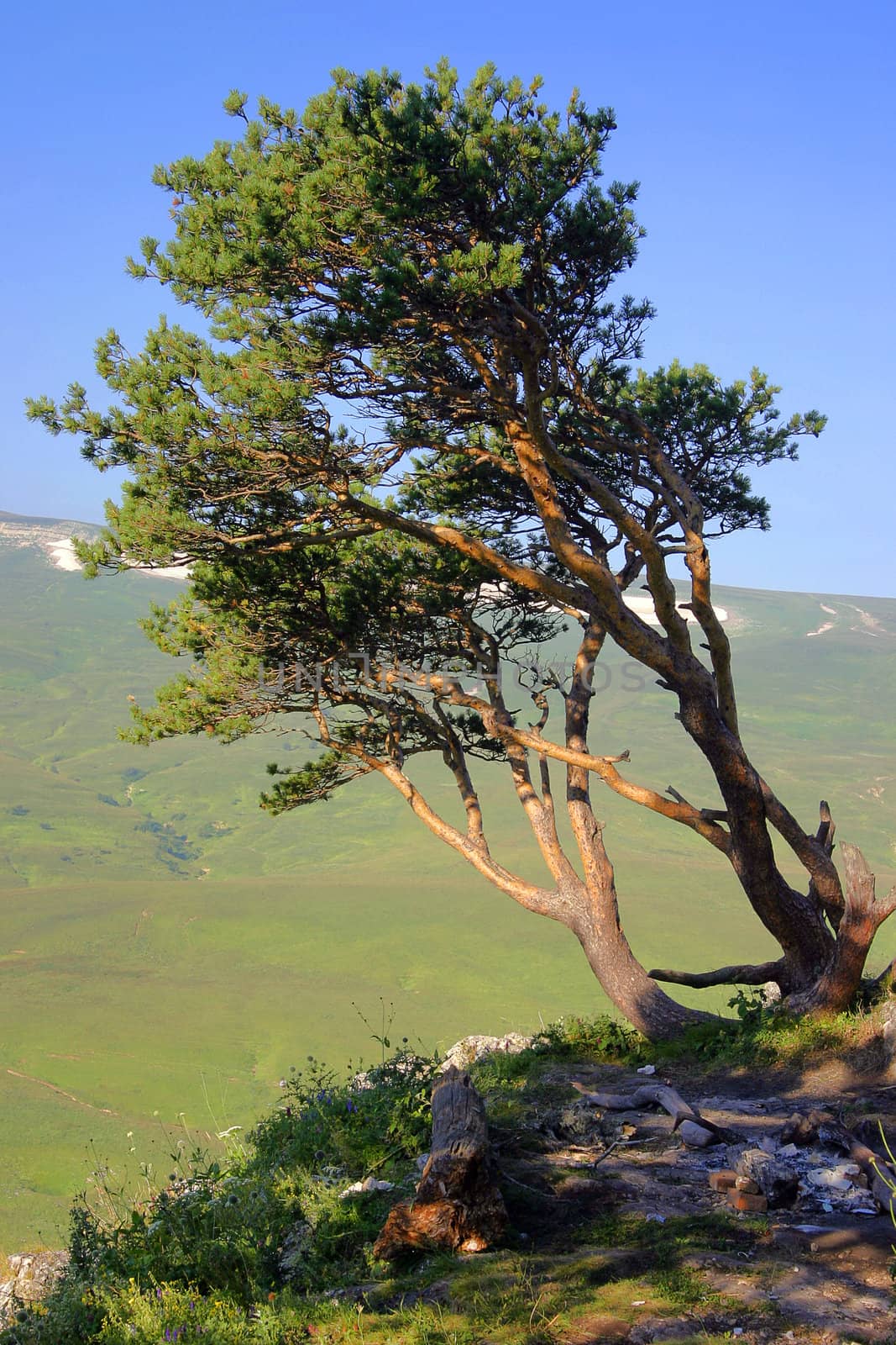 lonely standing tree on the slope of mountain on a background blue sky