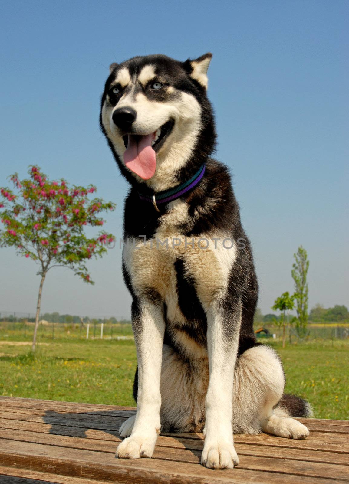 puppy siberian husky by cynoclub