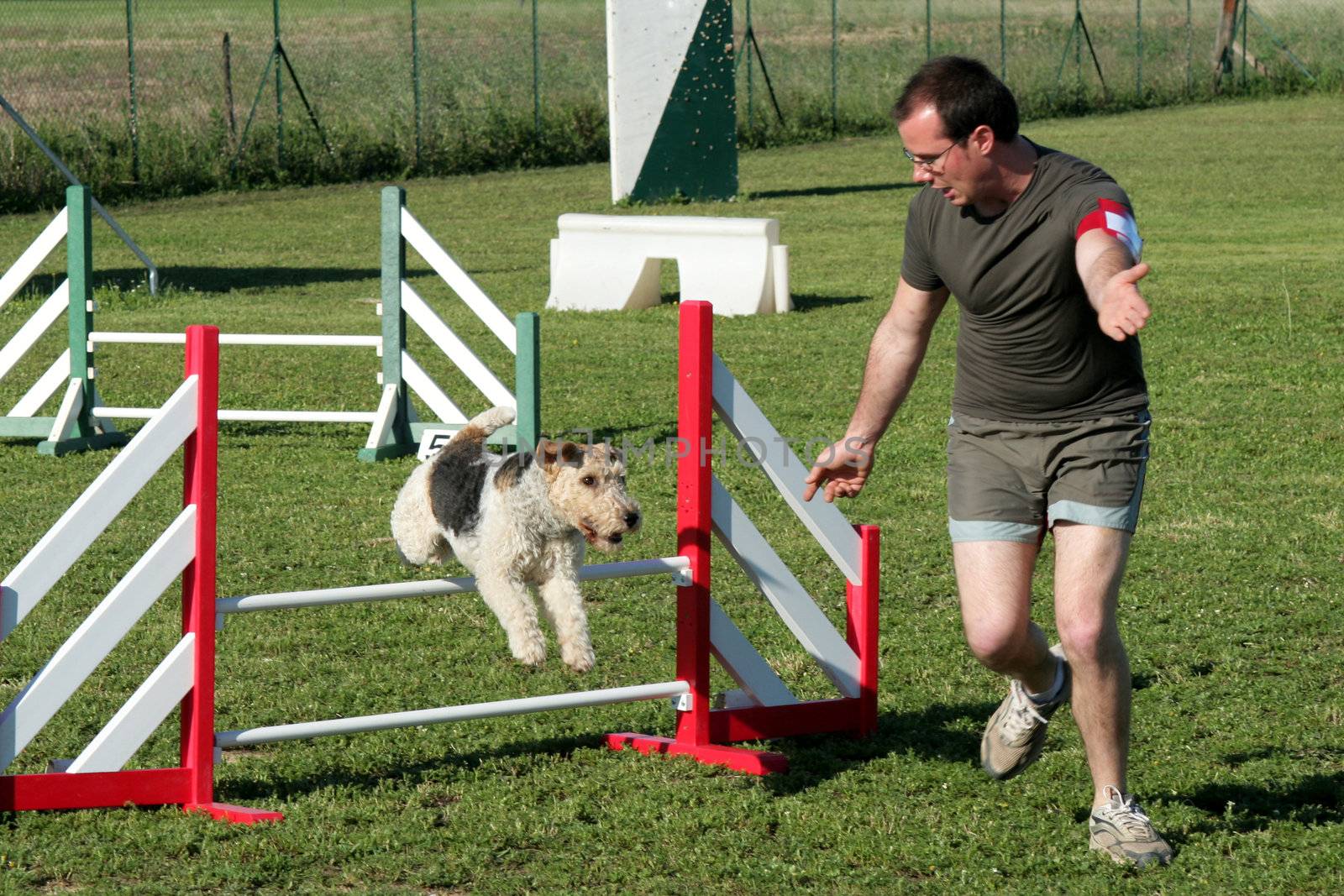 man and purebred fox terrier in a competition of agility