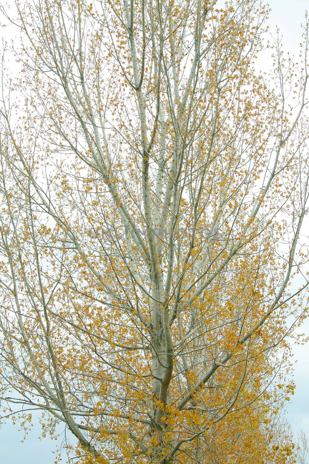 Autum golden tree abstract by dacasdo