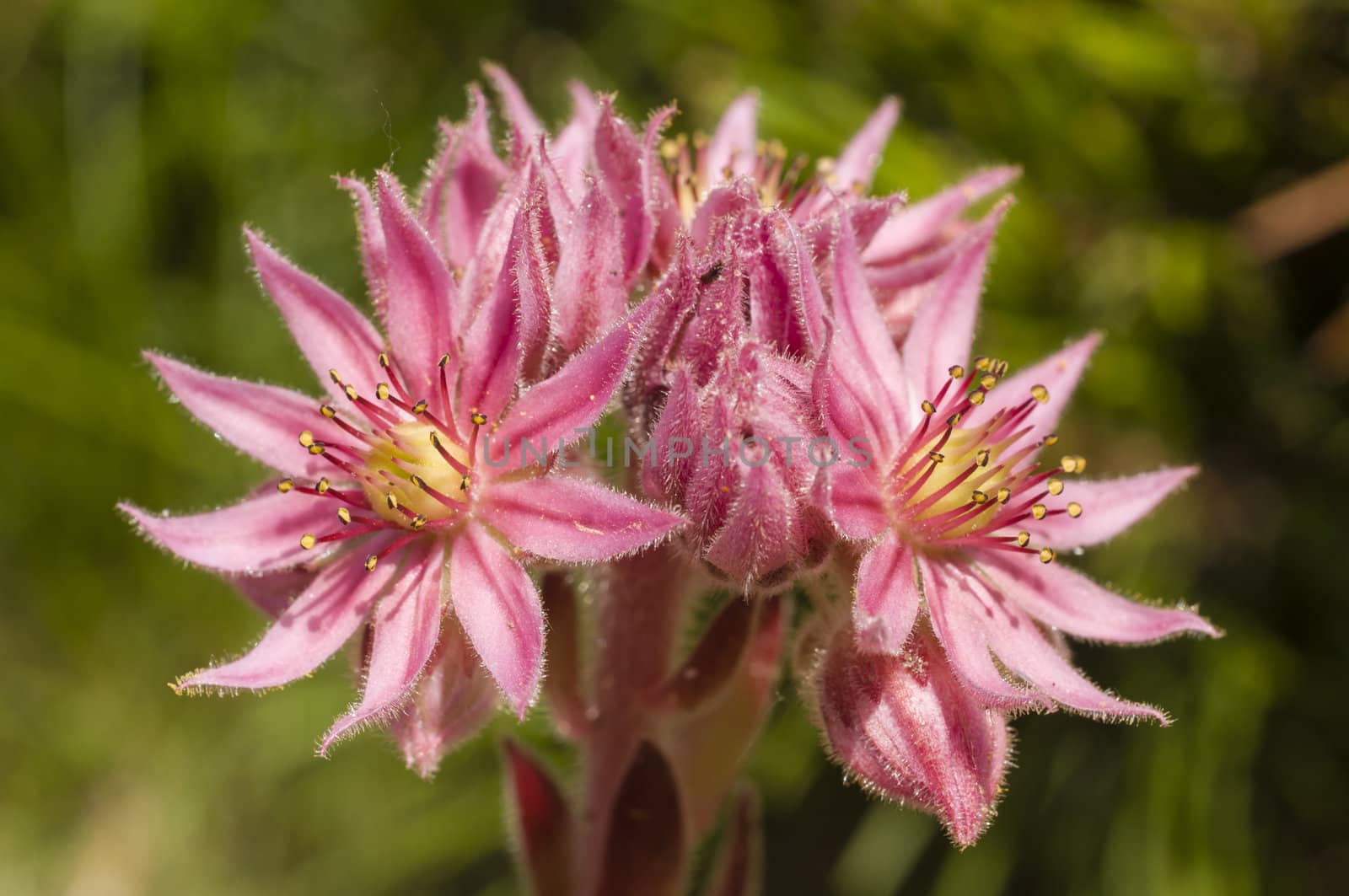 Pink flowers of succulent plant