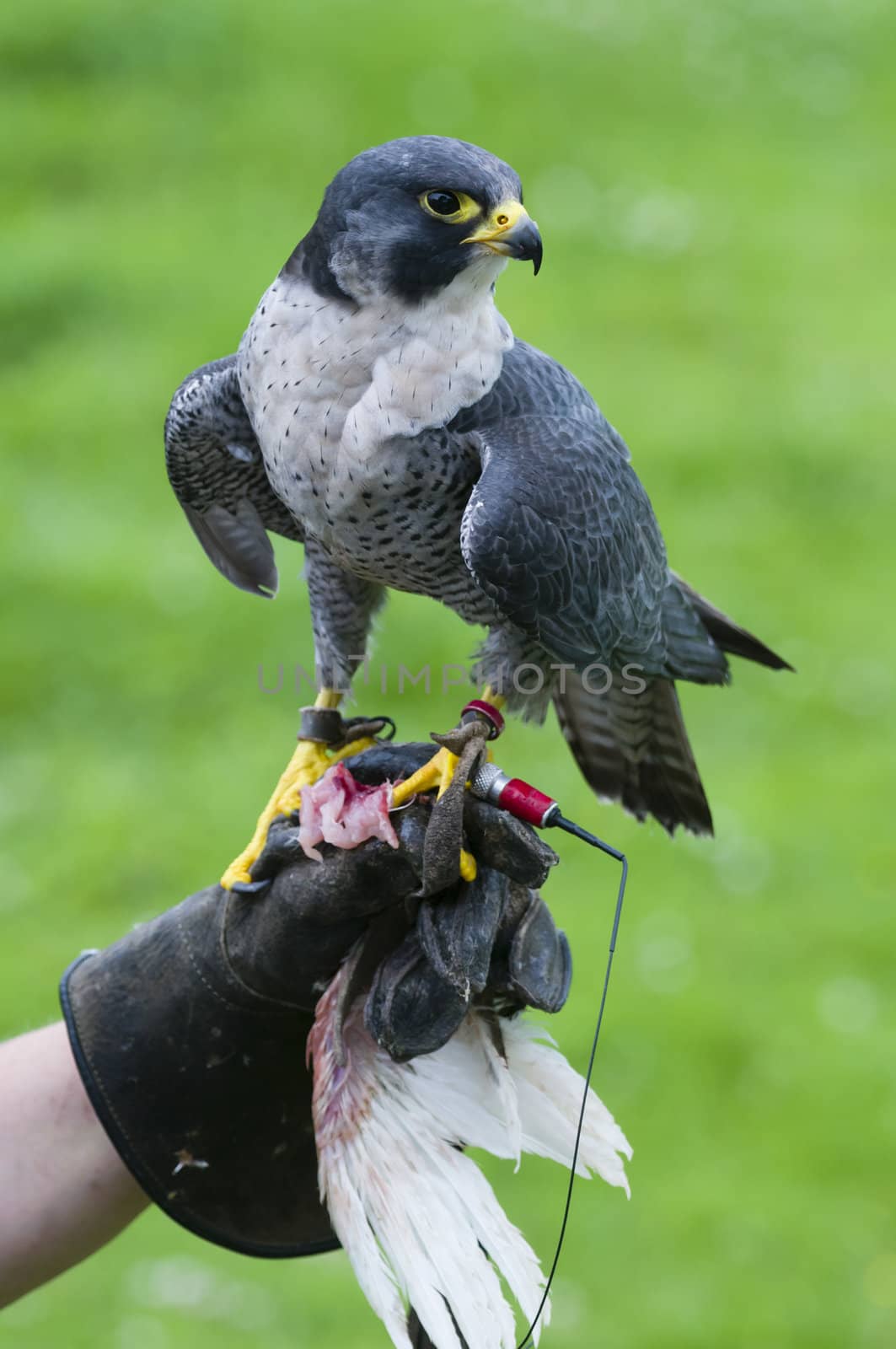 Peregrine Falcon (Falco peregrinus), also known as Duck Hawk is a bird of prey in the family Falconidae.